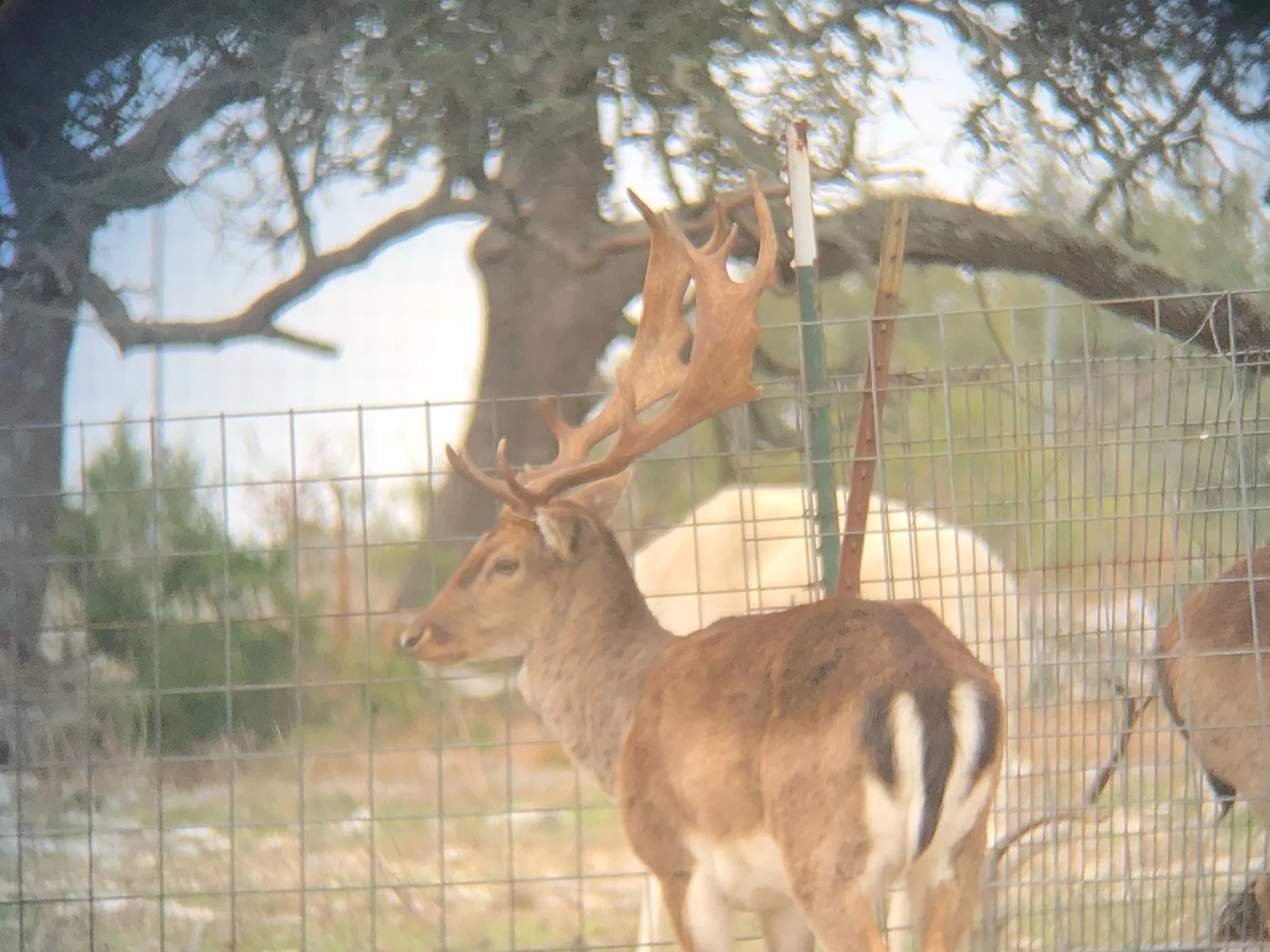 A deer with large antlers standing behind a wire fence.