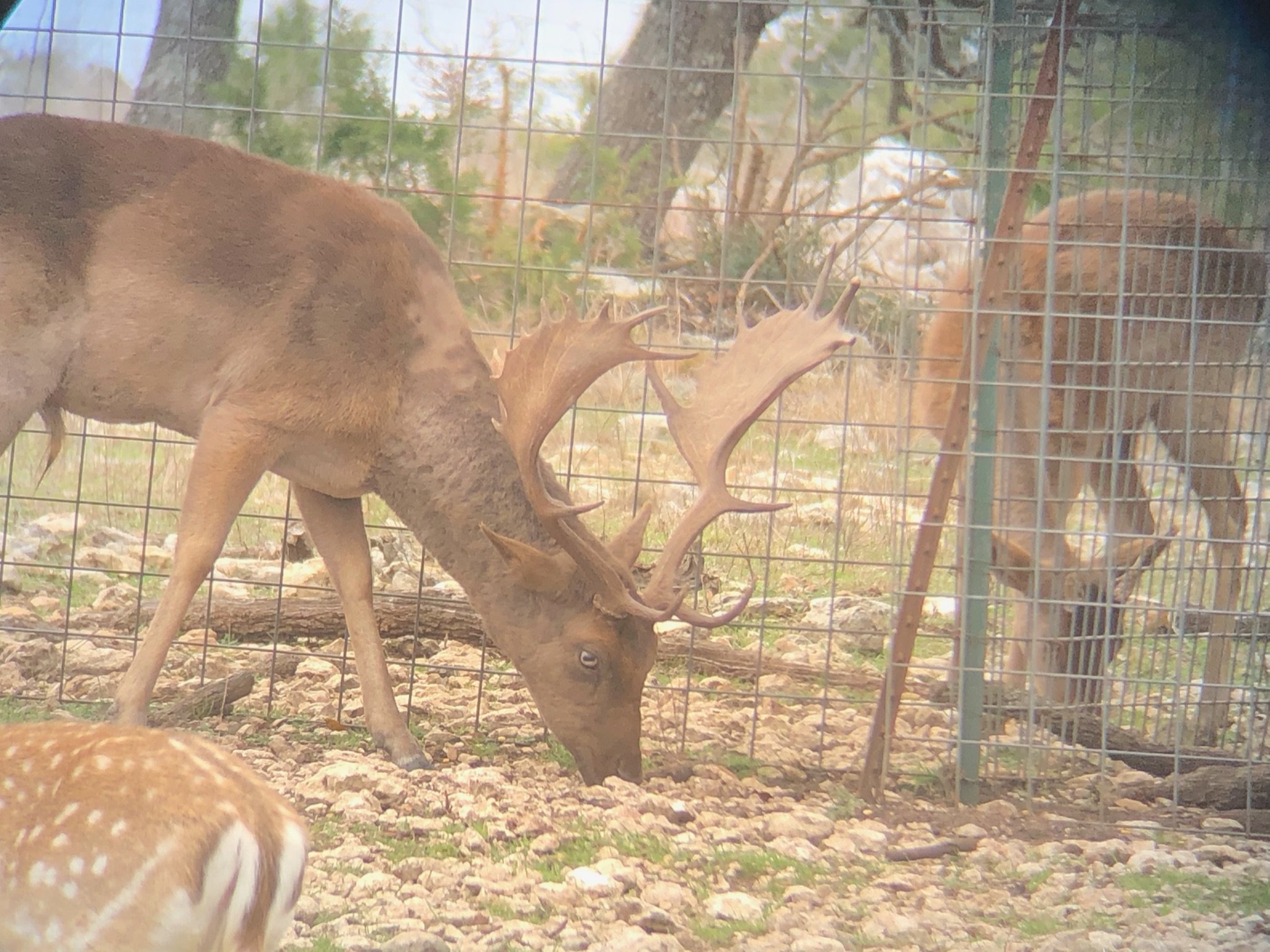 A fallow buck inside a fenced enclosure, grazing on the ground.