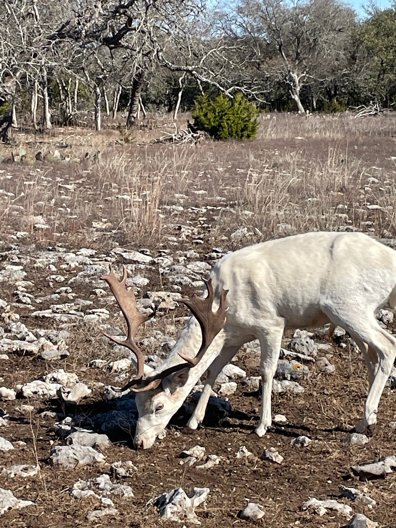 A white fallow with large antlers grazing on the ground in a natural, rocky, grassy landscape with trees in the background.