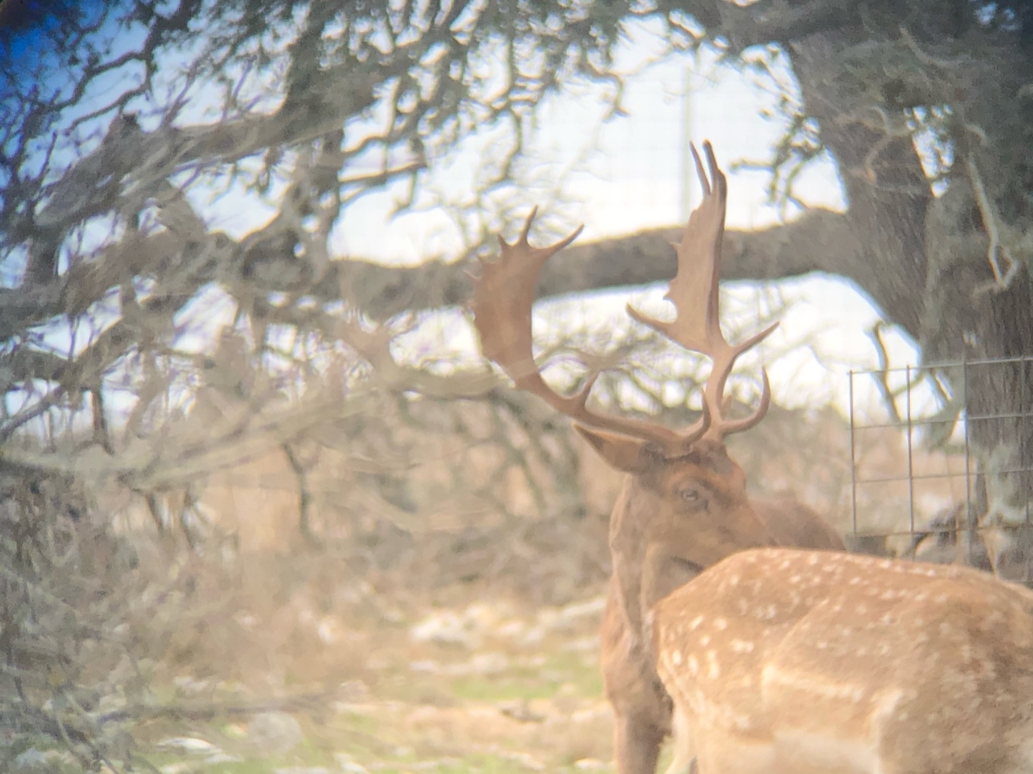 A deer with large antlers standing behind a wire fence among leafless trees, looking towards the right.