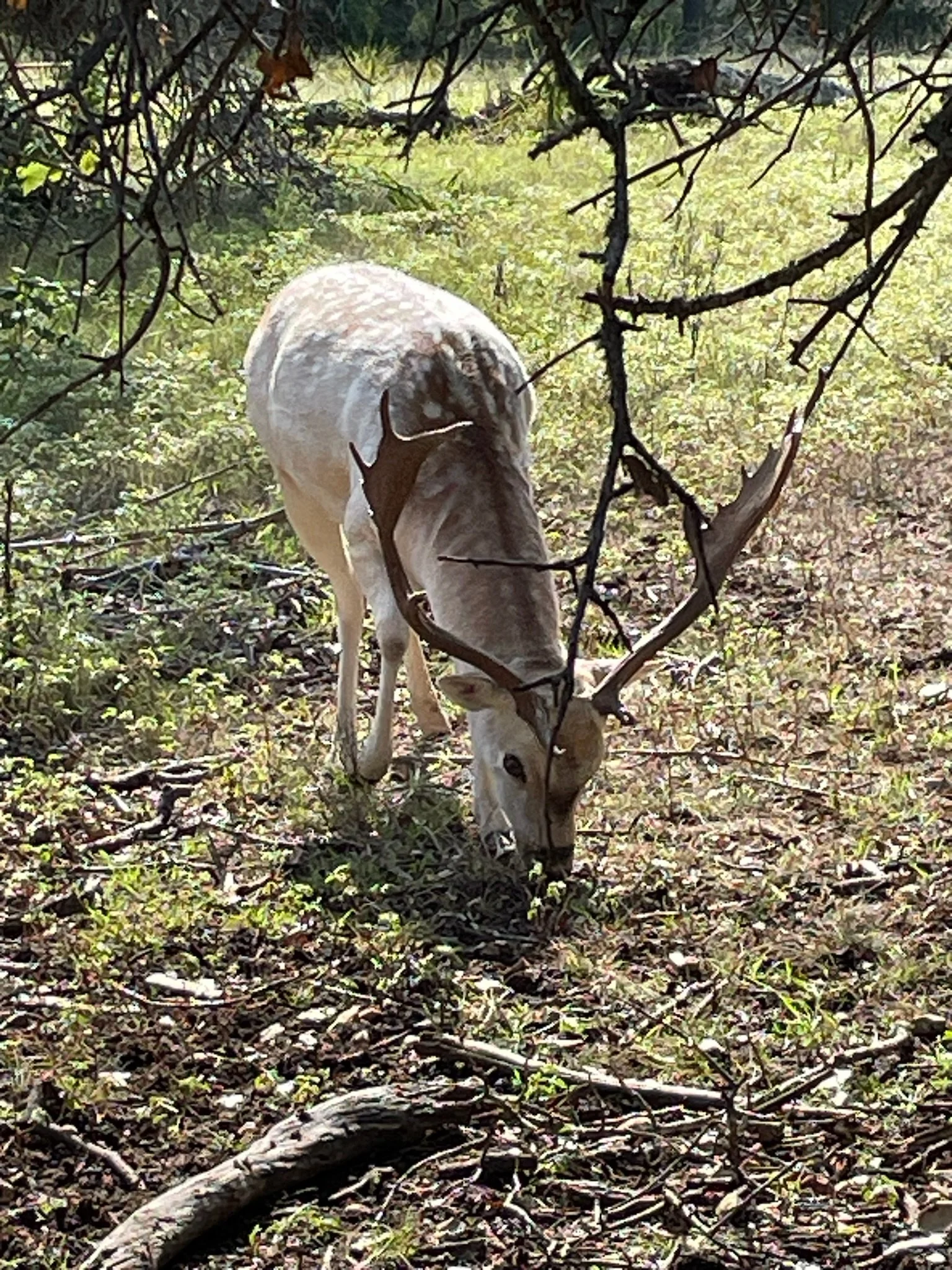 A fallow deer with large antlers grazing on the forest floor, seen through a canopy of branches and leaves.