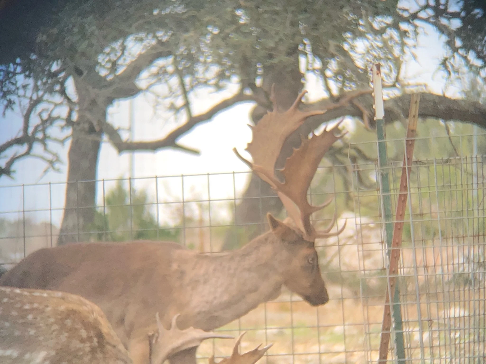 A fallow deer with large antlers standing by a wire fence with trees in the background.