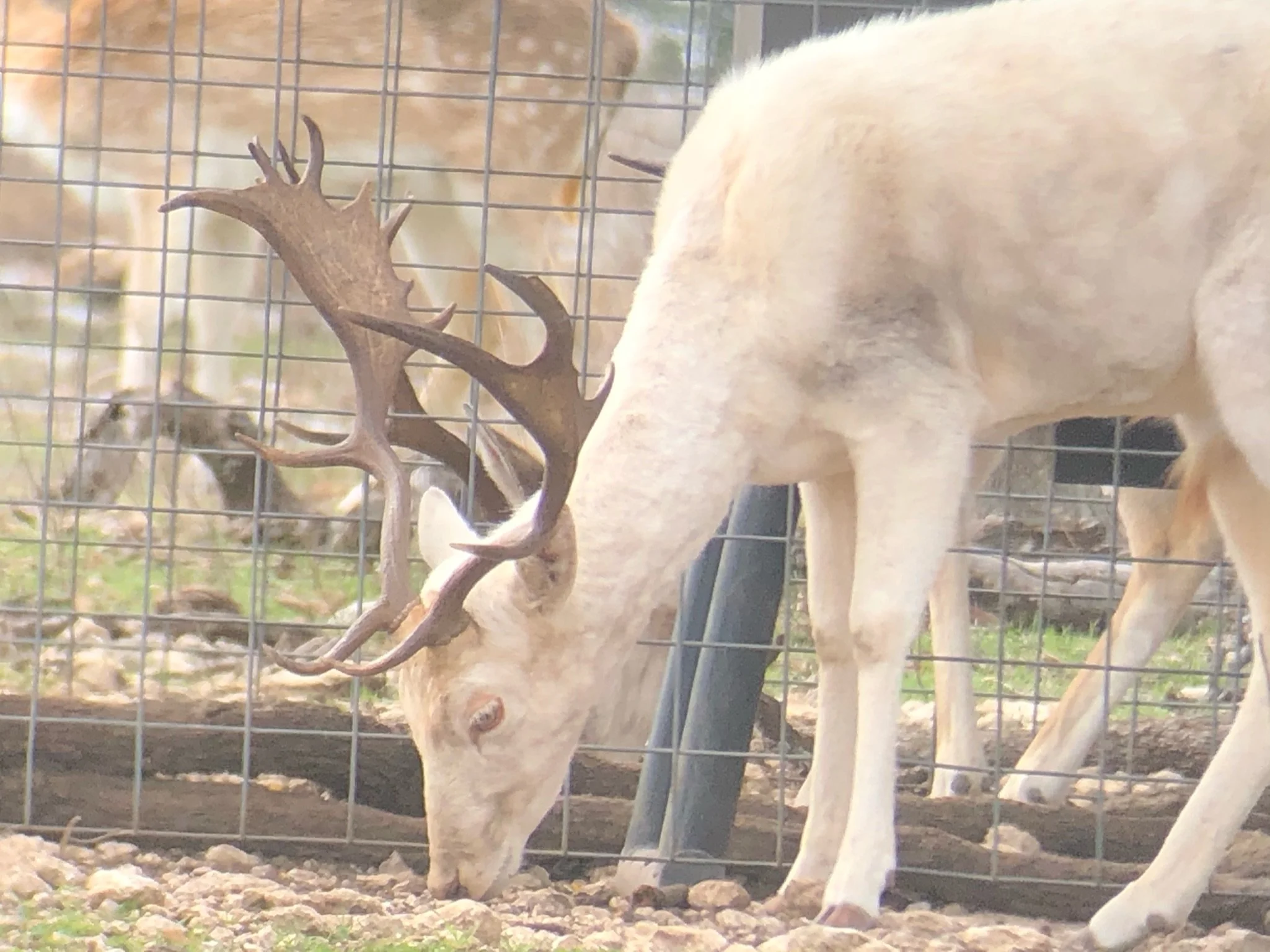 White fallow with large antlers grazing on the ground behind wire fencing.