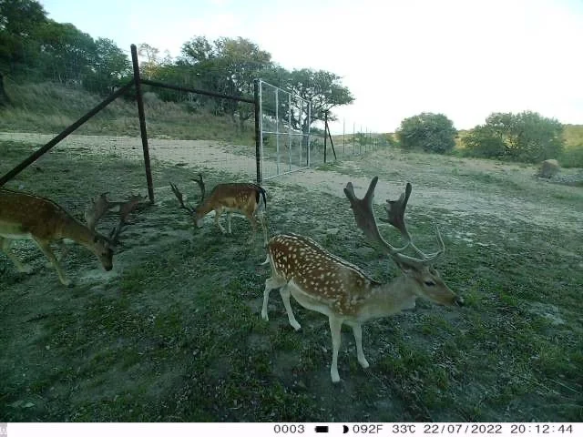 Three deer, including one with large antlers, walking outside a fenced enclosure on a dirt ground with trees and bushes in the background.