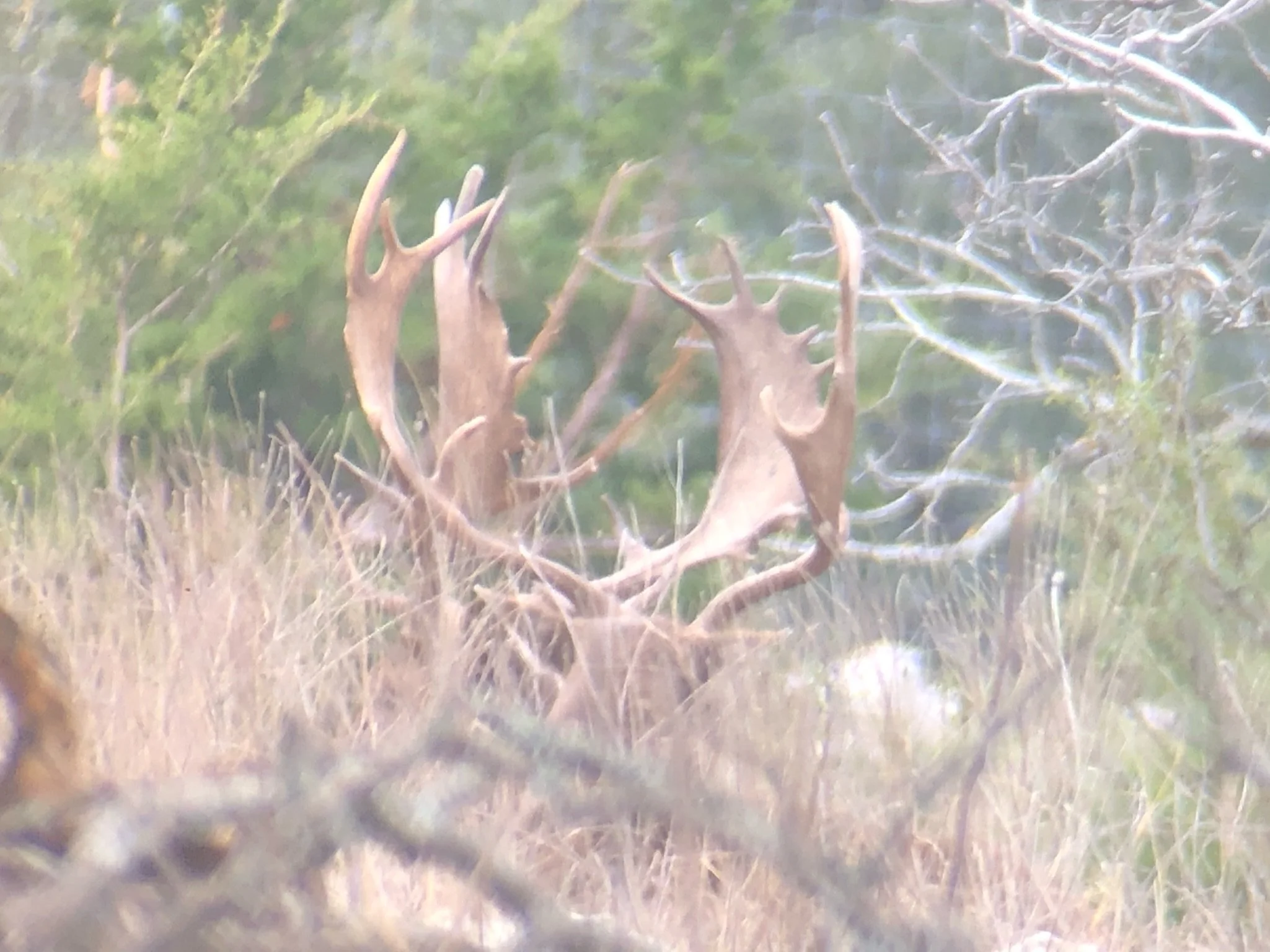 A deer with large antlers standing in a grassy forest clearing with trees in the background.