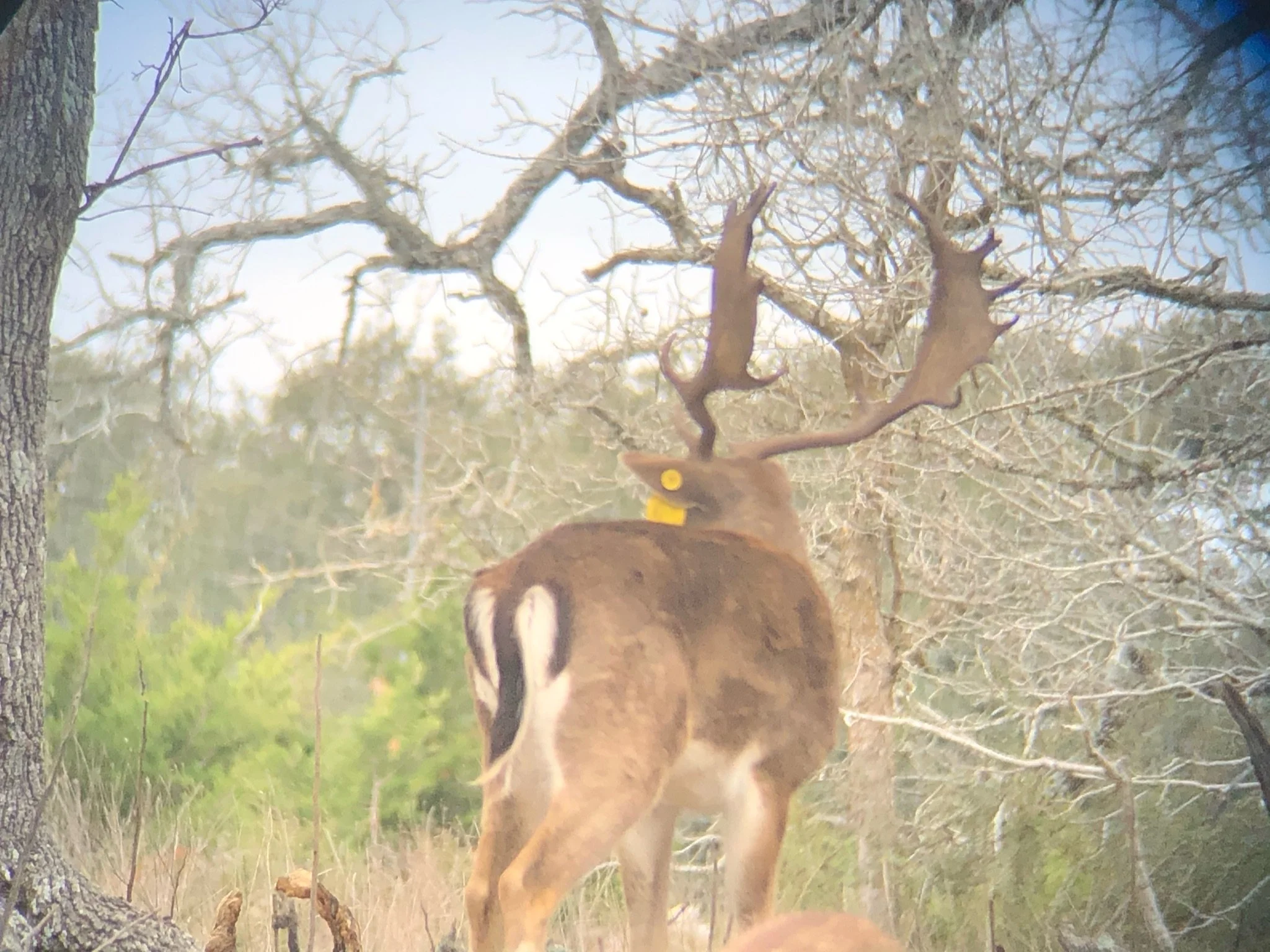 A deer with large antlers standing among trees, with some trees appearing leafless, in a natural outdoor setting.