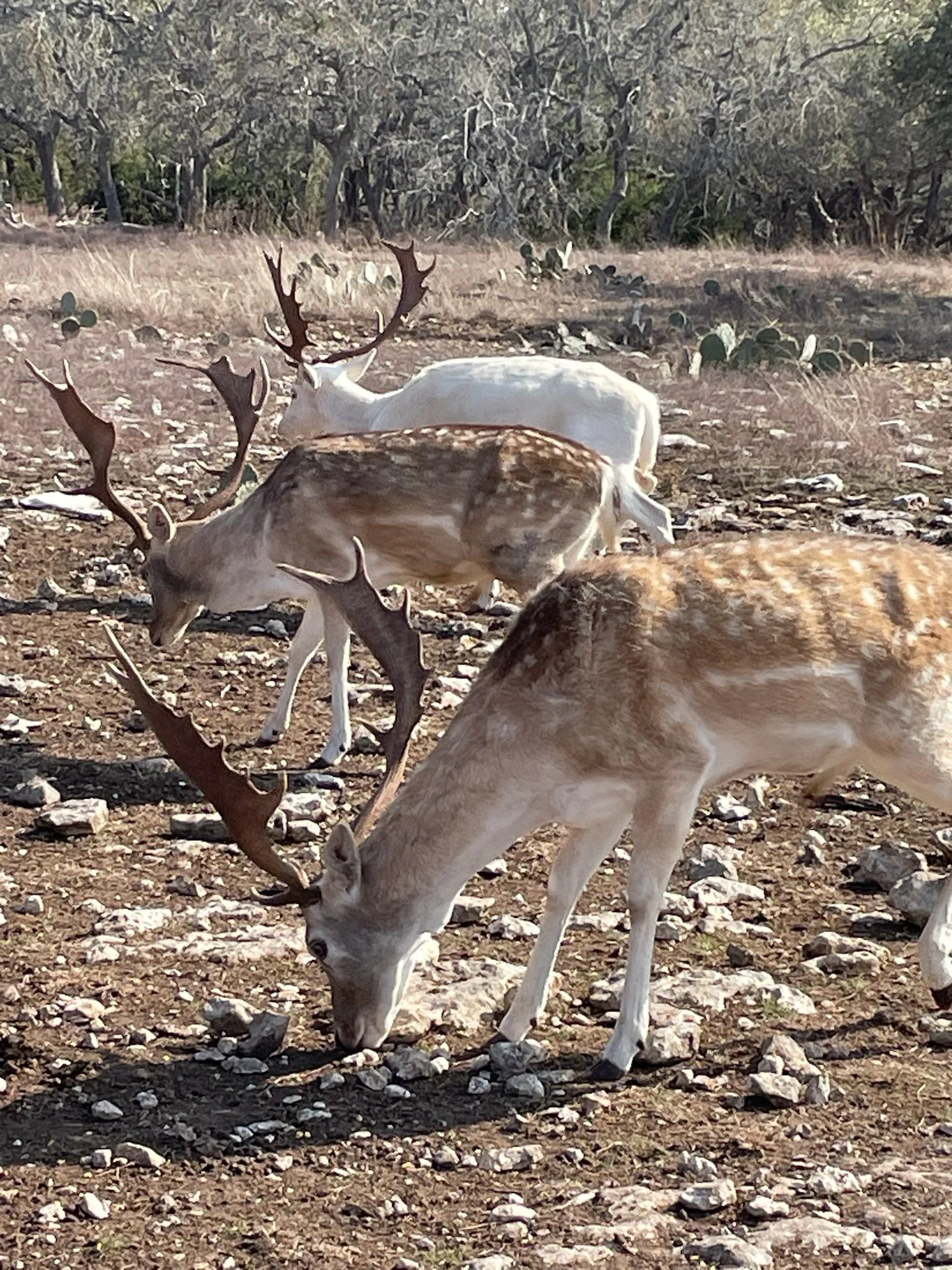 Three reindeer grazing on rocky ground in a rural landscape with sparse trees and cactus in the background.