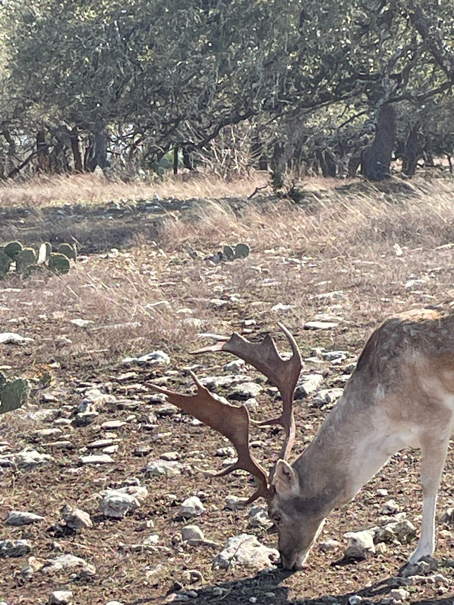 A deer with antlers grazing in a rocky, desert landscape with sparse grass and cacti, and trees in the background.