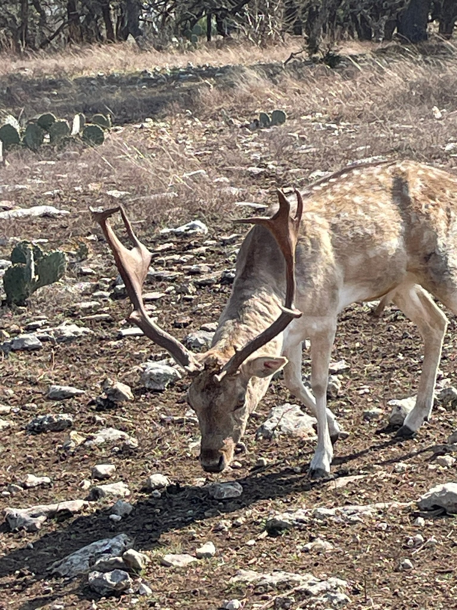 A spotted fallow deer with large antlers grazing on rocky and dry terrain with cacti in the background.