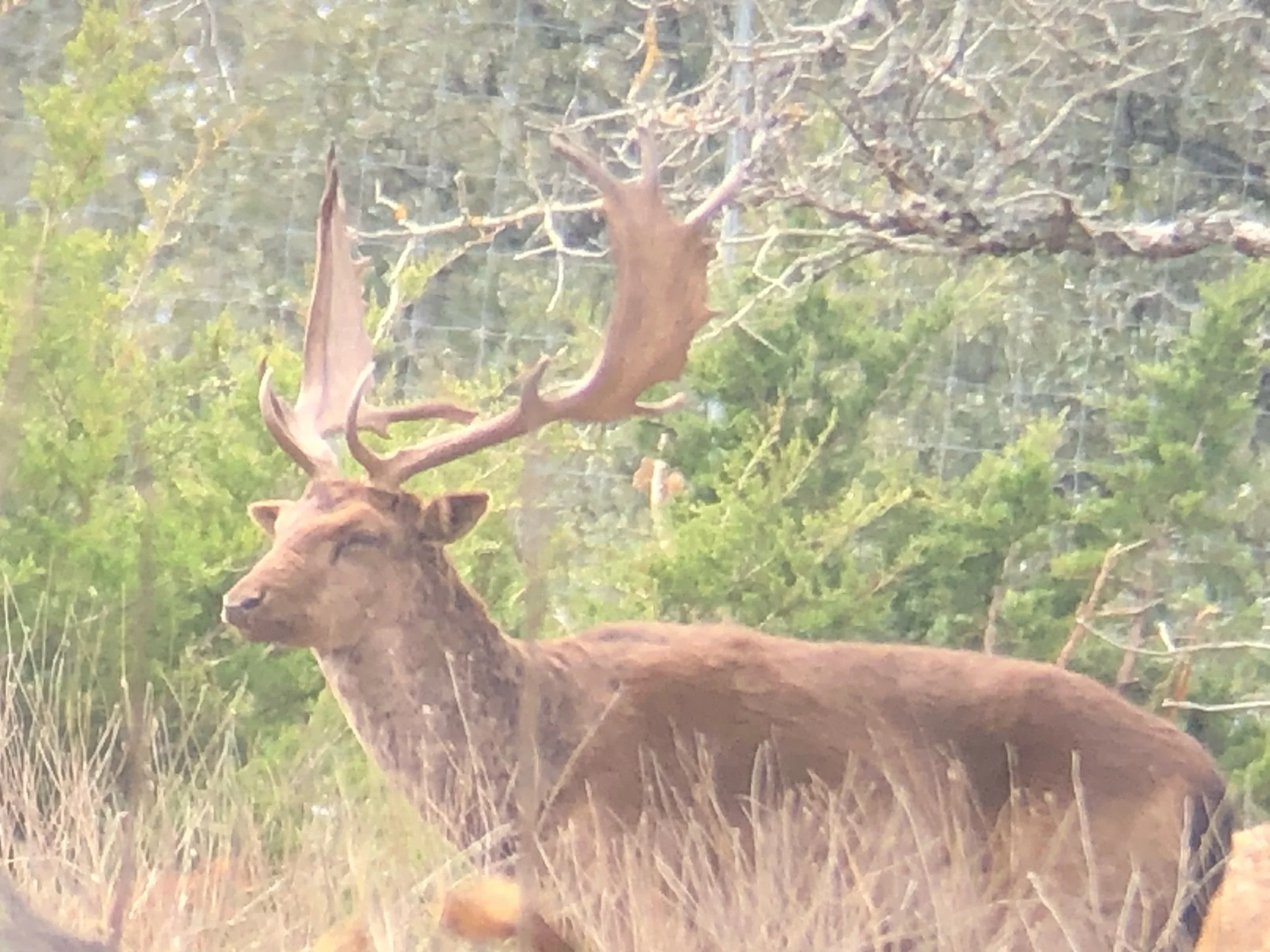 A chocolate fallow with large antlers standing in a field of tall grass, with a leafy green forest in the background.