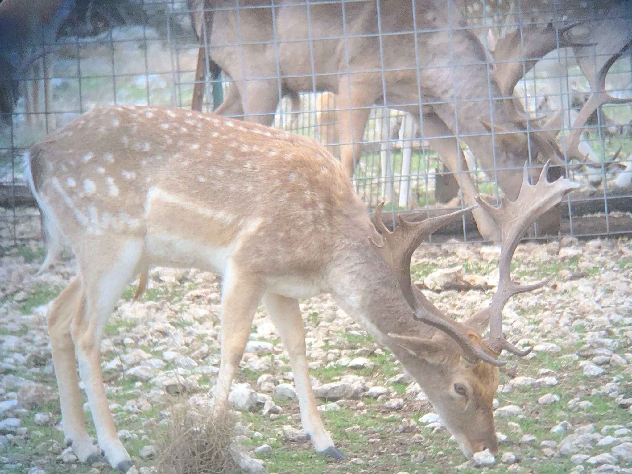 A spotted fallow grazing on the ground behind a wire fence.