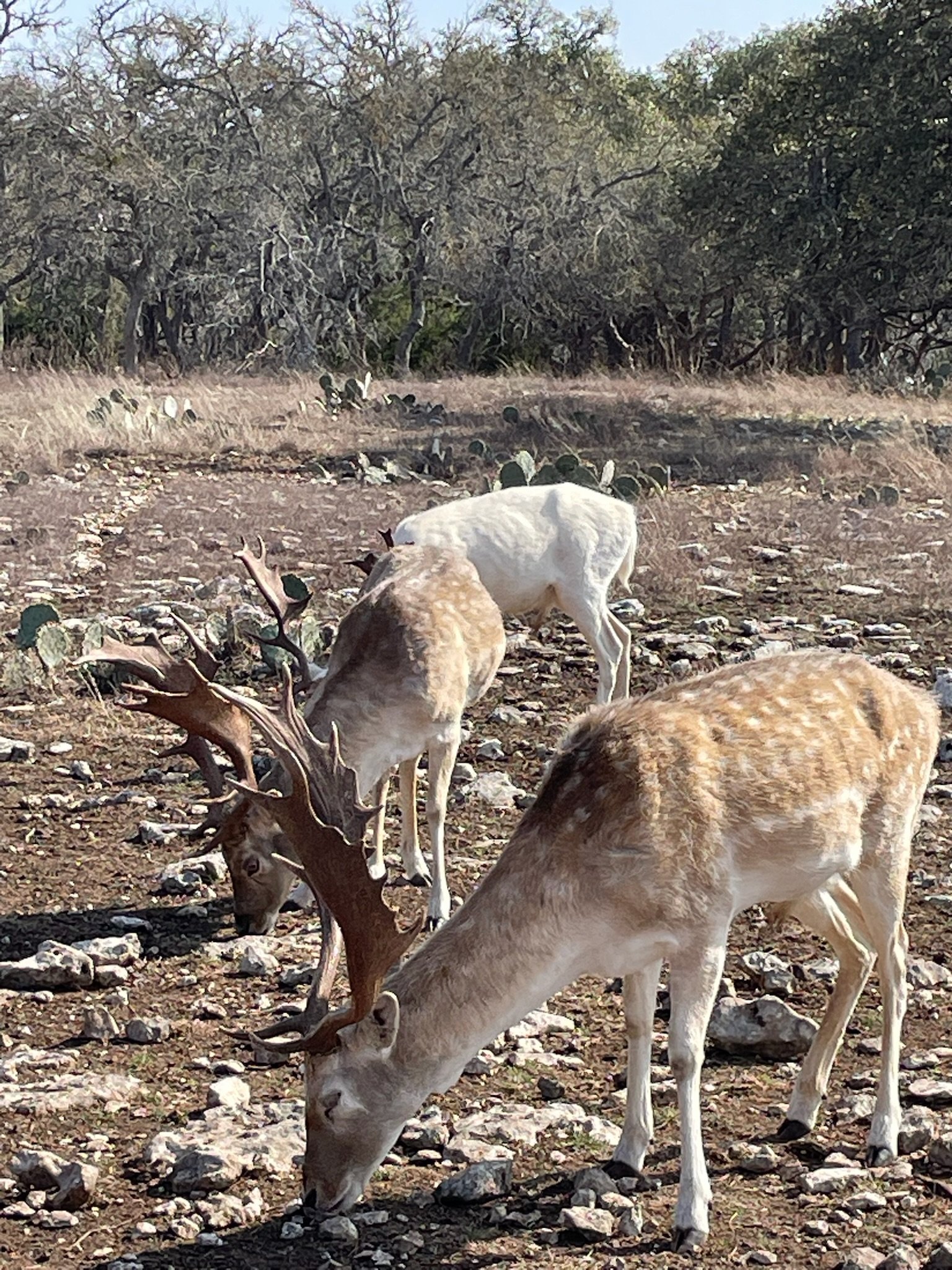 Two fallow deer with antlers grazing in a rocky, dry landscape surrounded by a few cactus plants and trees in the background.