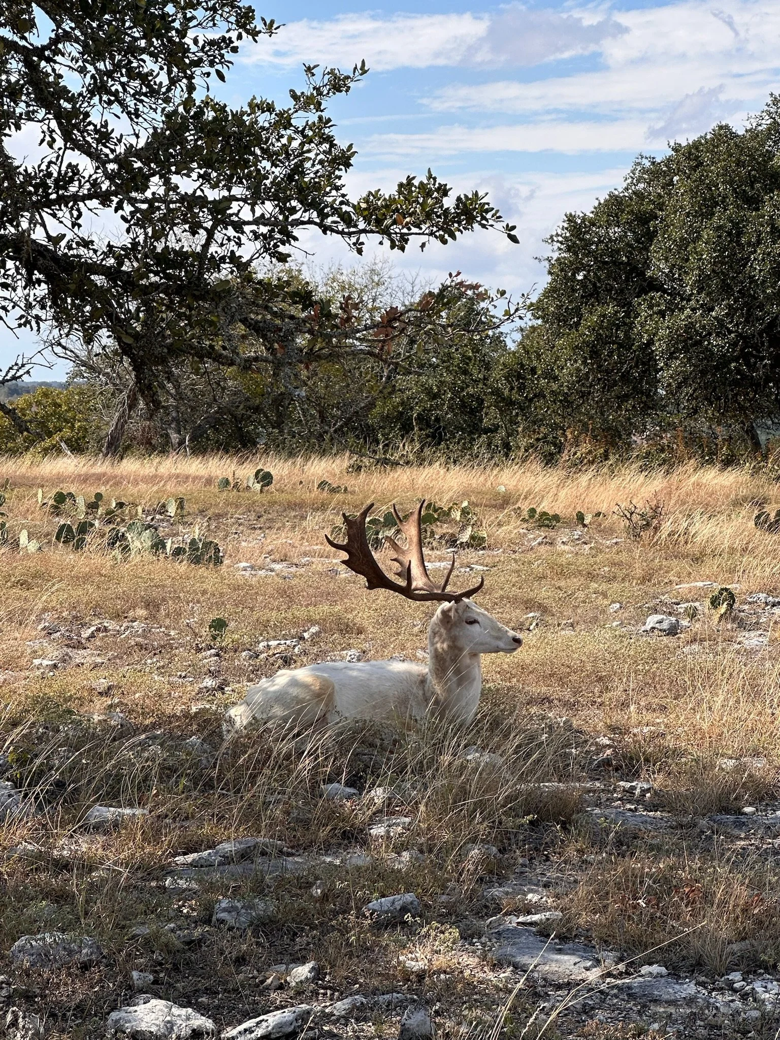 A white fallow with large antlers lying on a grassy field with tall dry grass and scattered rocks, trees and shrubs in the background, under a partly cloudy sky.