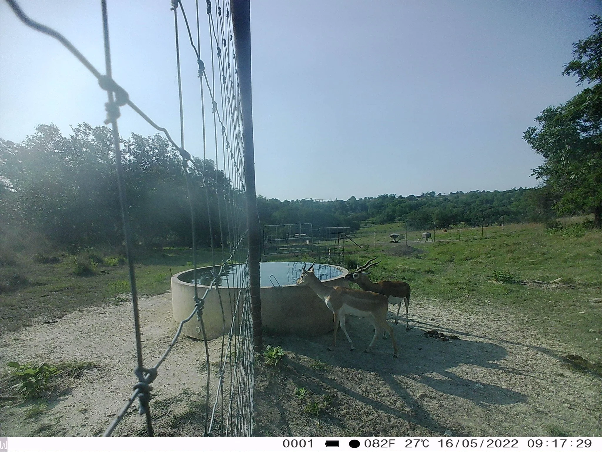 Two blackbuck with curved horns drinking water from a concrete water trough in a fenced outdoor enclosure with trees and hills in the background, under clear sky.