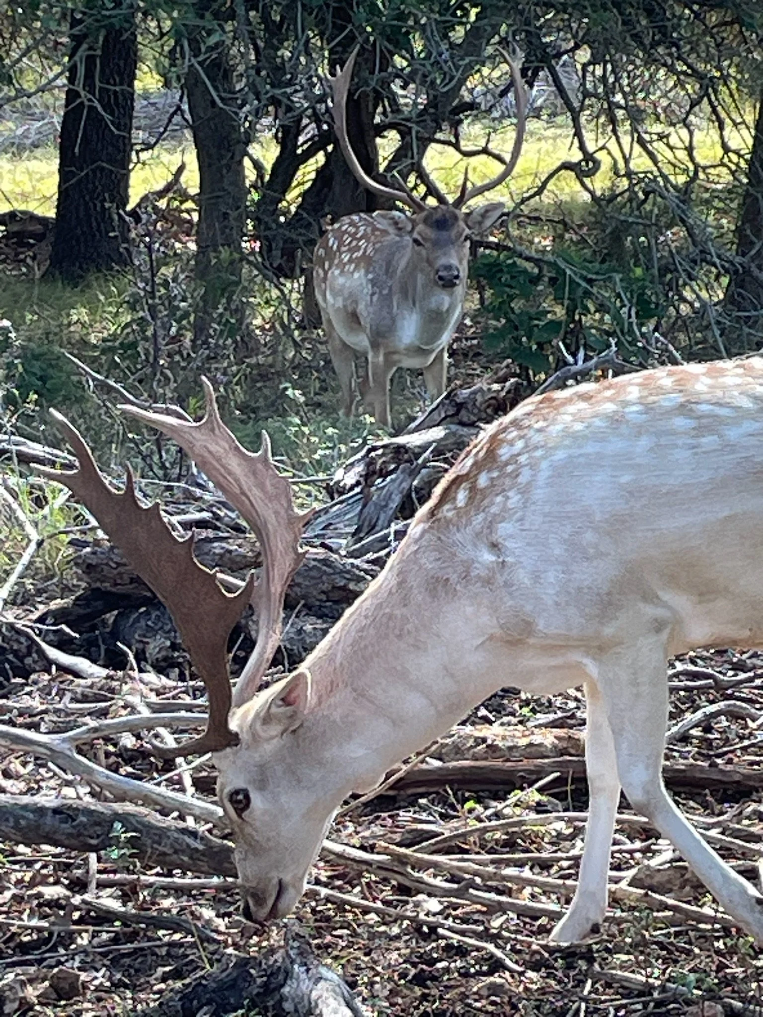 A white and tan fallow with antlers grazing on branches in a wooded area, with a spotted fallow nearby.