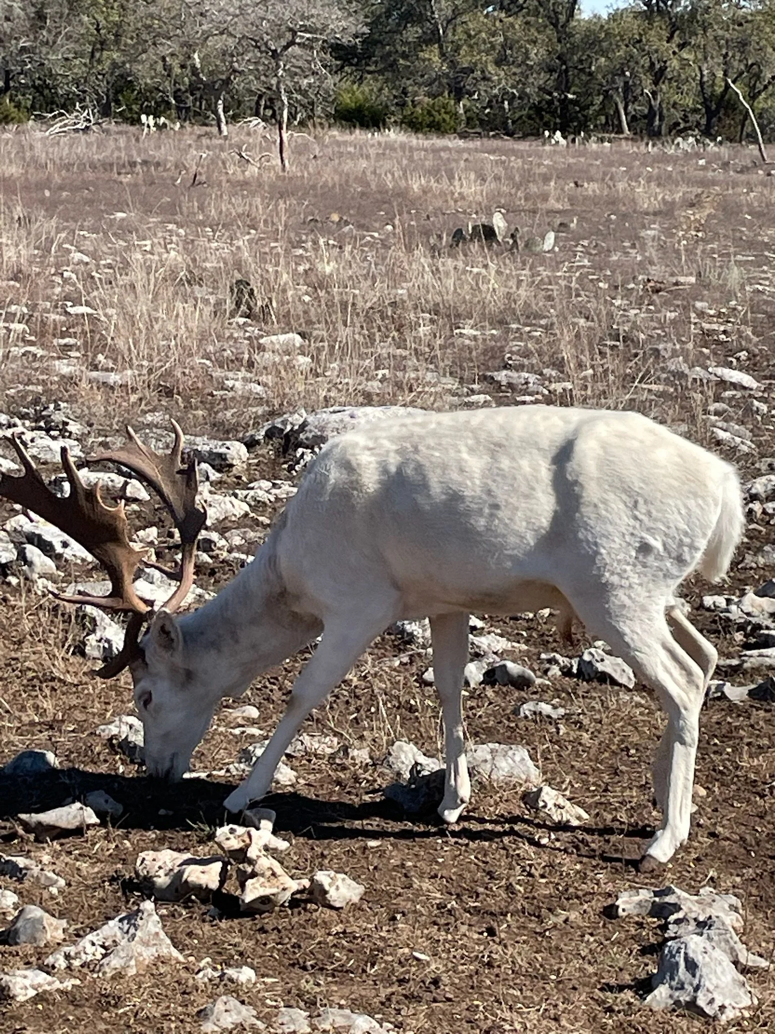 A white fallow with large antlers grazing on the ground in a dry, rocky field with sparse grass. In the background, there are trees and dried grass.