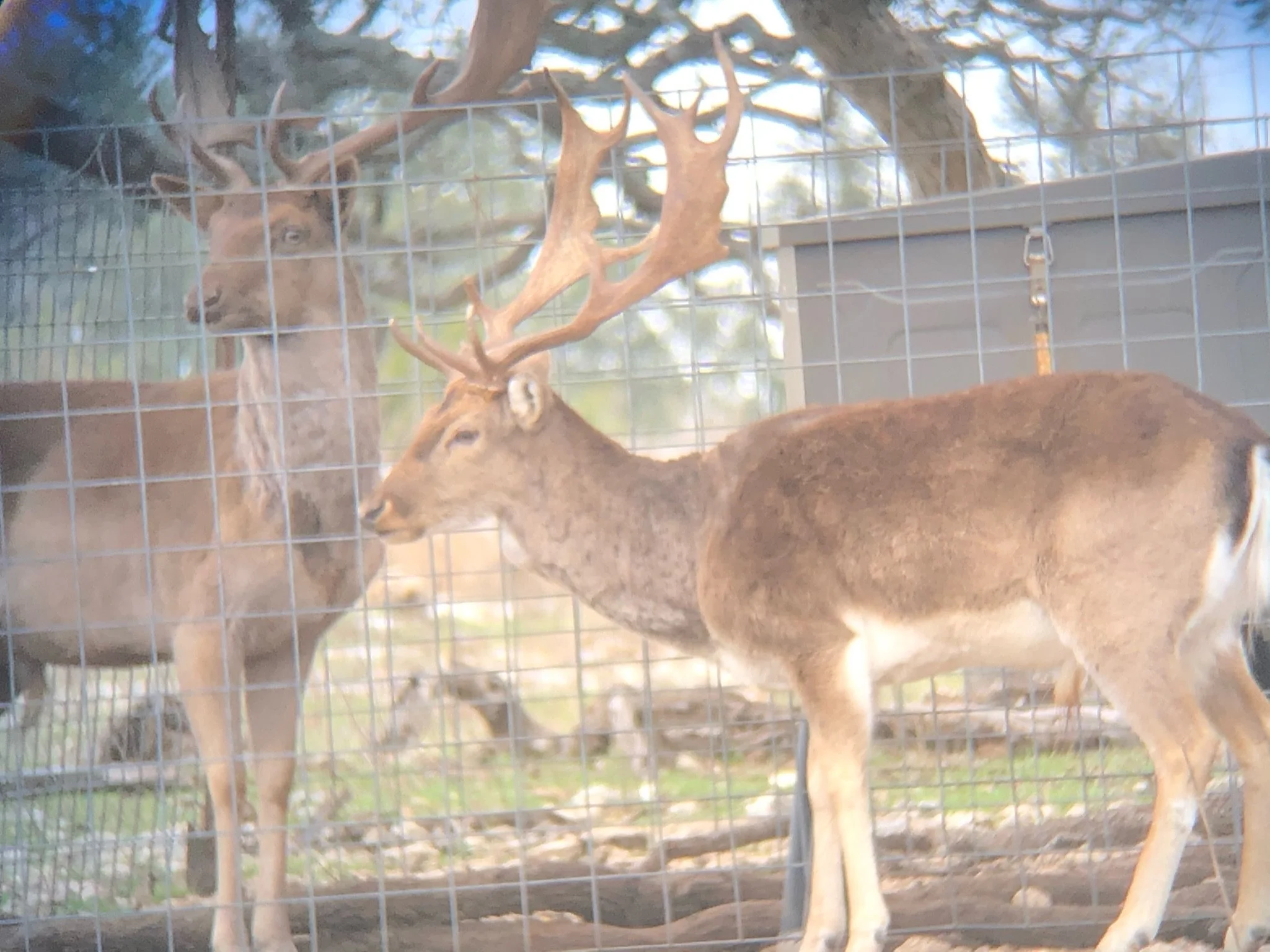 Two fallow behind a wire fence, one with large antlers and the other with smaller antlers, standing outdoors during daytime.