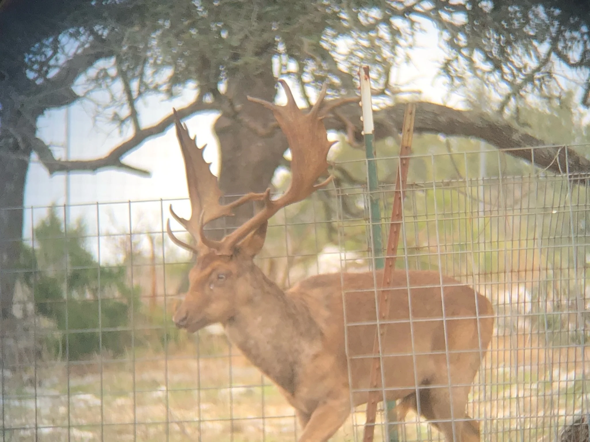 A large elk with prominent antlers standing behind a wire fence, with trees in the background.