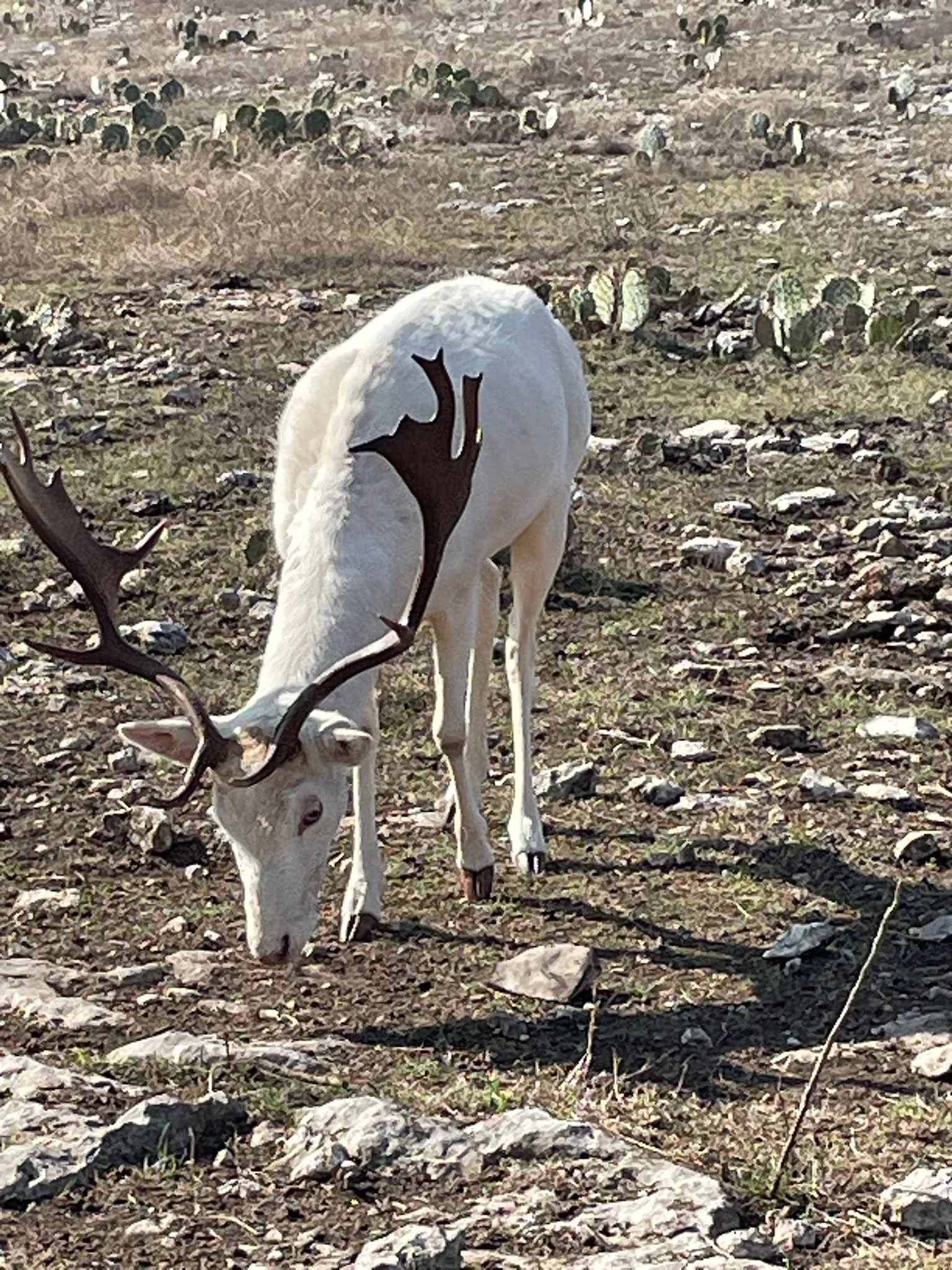 A white fallow with large antlers grazing on the ground in a rocky, sparse landscape with scattered cacti and plants.