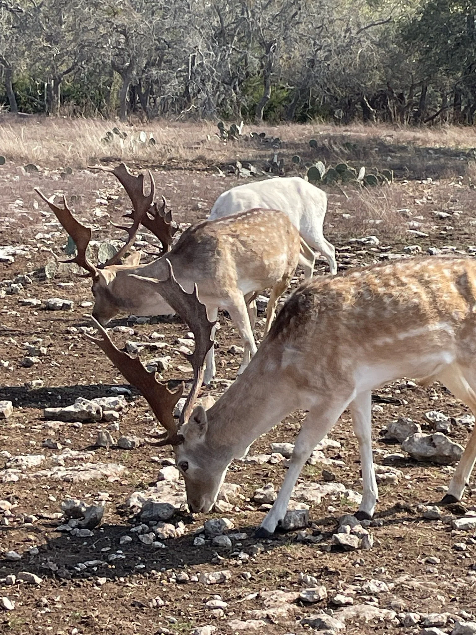 Two deer grazing on rocky ground in a desert landscape with sparse trees and cacti in the background.