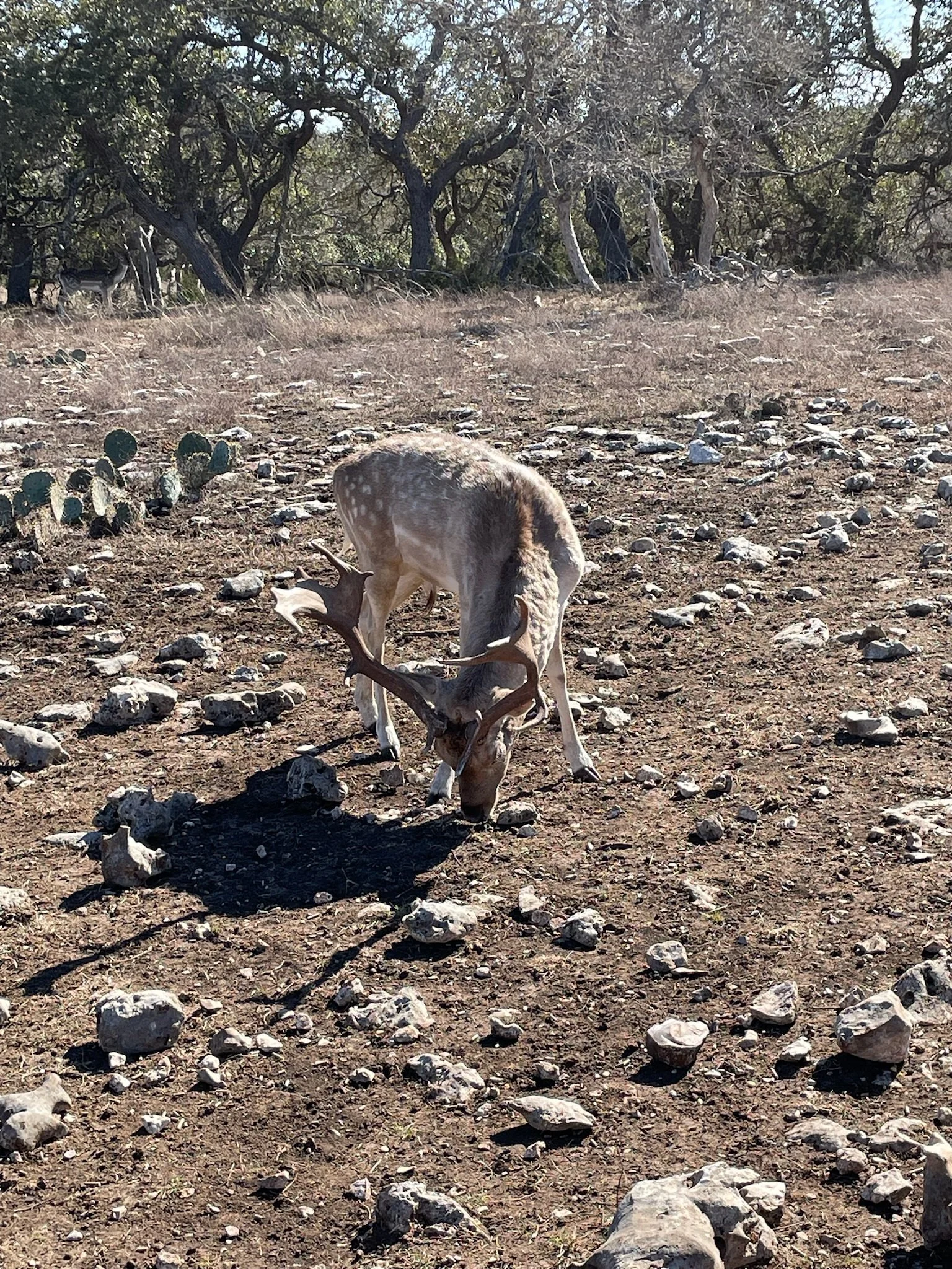 A young fallow deer with small antlers grazing on a patch of grass in a rocky, open field with trees in the background.