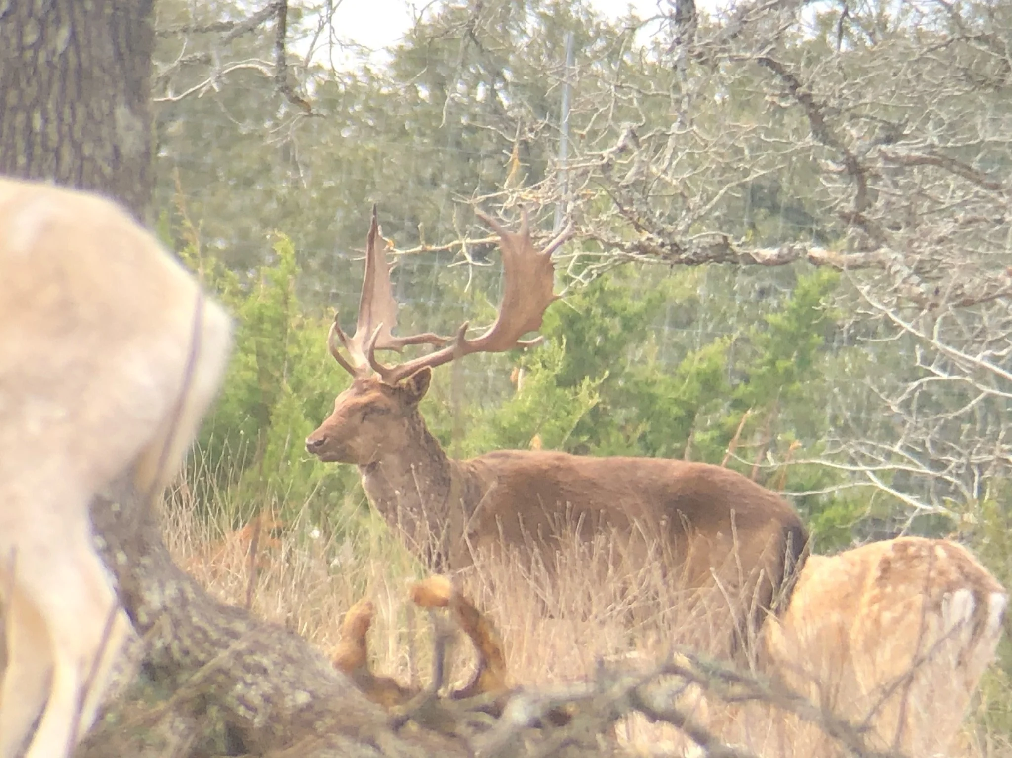 A fallow with large antlers standing among tall grass and trees in a forested area.
