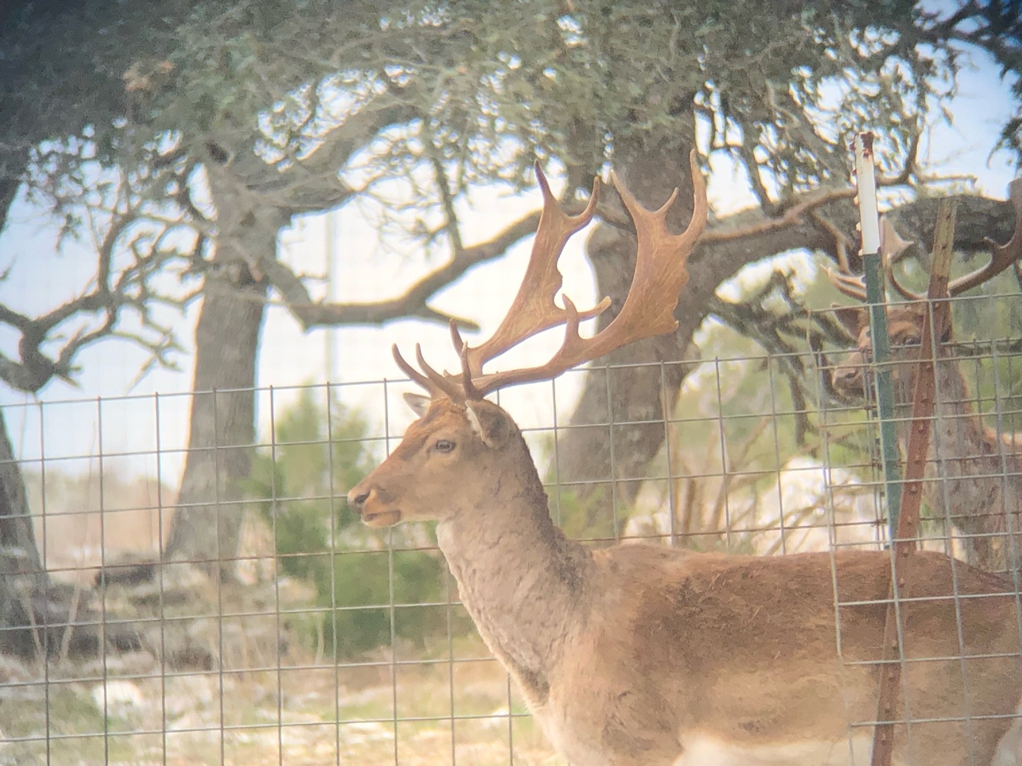 A spotted fallow  standing behind a wire fence, with trees in the background.