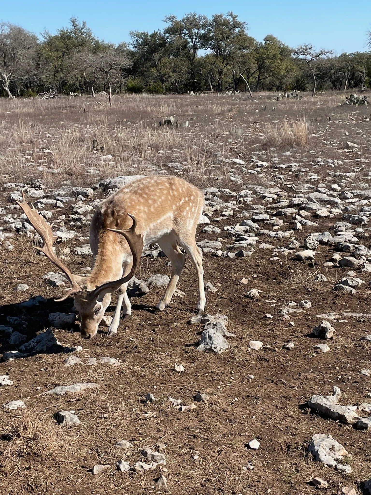 A young fallow deer with antlers grazing on the ground in a dry, rocky field with sparse grass and trees in the background.