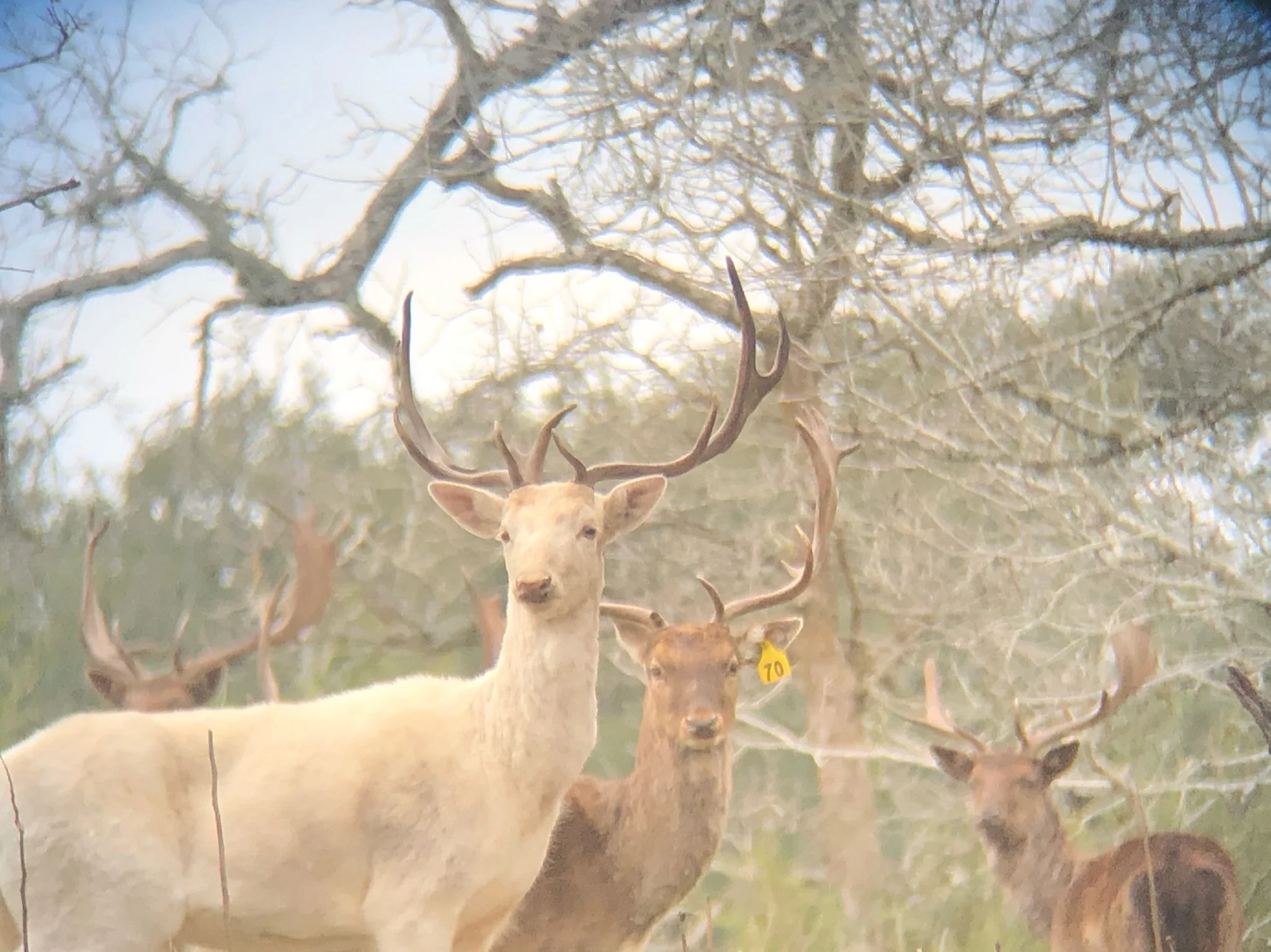 Group of fallow, including a white fallow with antlers, standing among leafless trees in a natural outdoor setting.