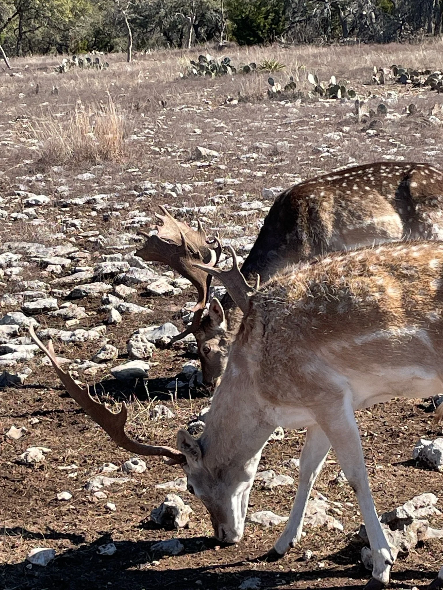 A spotted fallow and chocolate fallow deer with large antlers grazing on the ground in a rocky, open field with sparse grass and some cactus plants in the background.