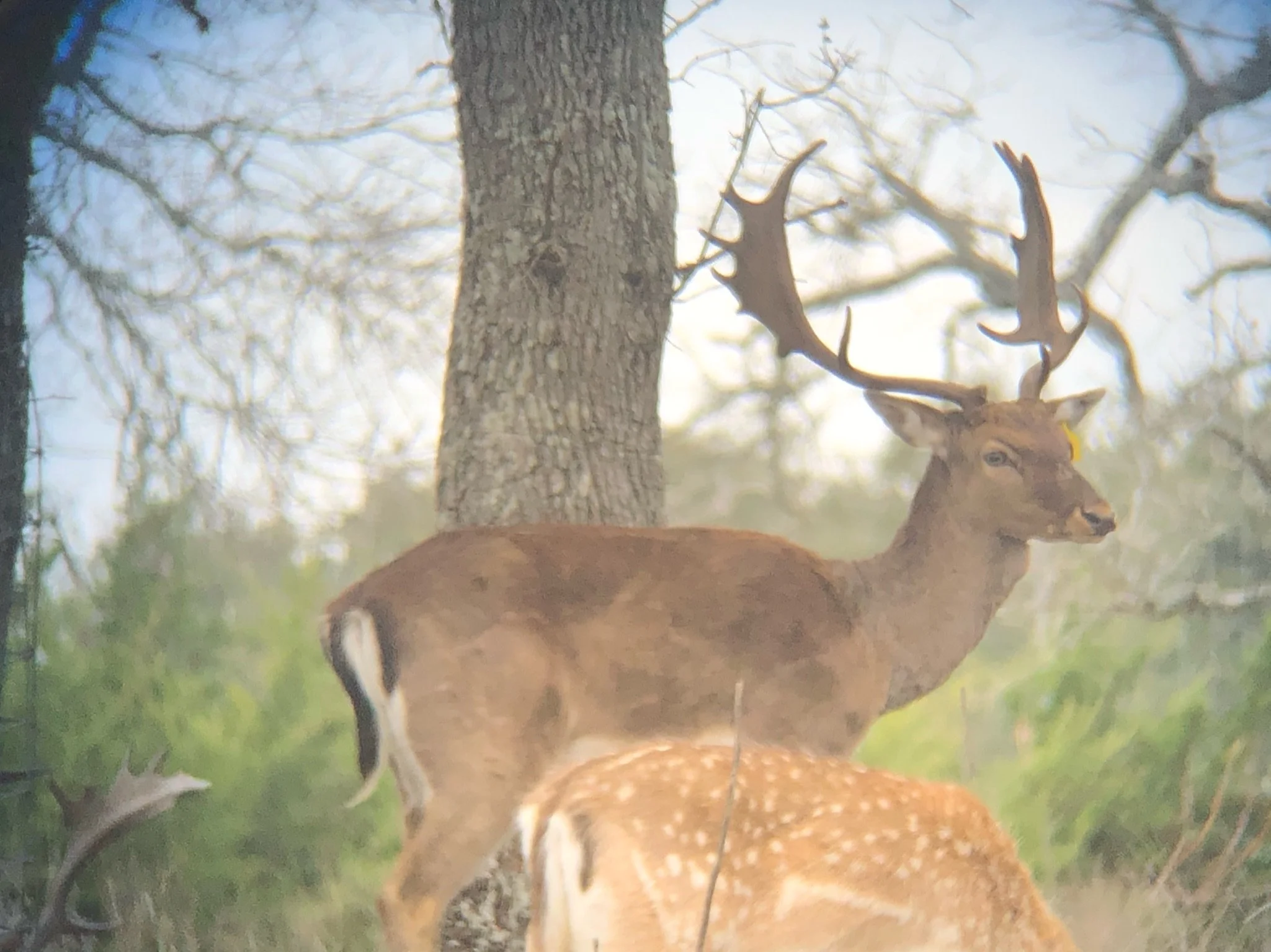 A deer with large antlers standing next to a tree in a forested area.