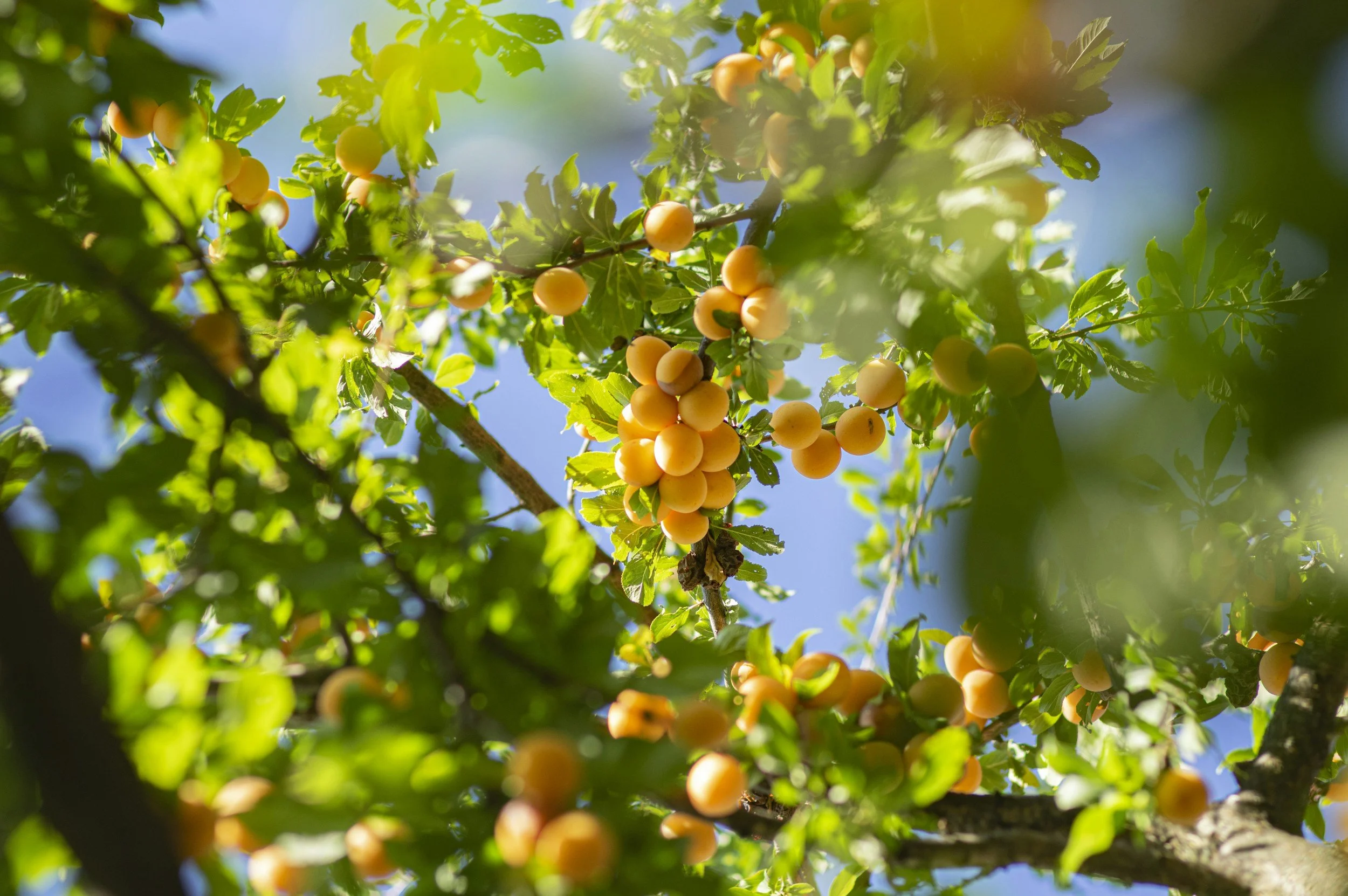 Explore our hand-selected collection of trees, palms, and fruiting plants, all chosen to thrive in our Florida climate. Whether you're looking for shade, a tropical touch, or fresh backyard harvests, we have something for every space.