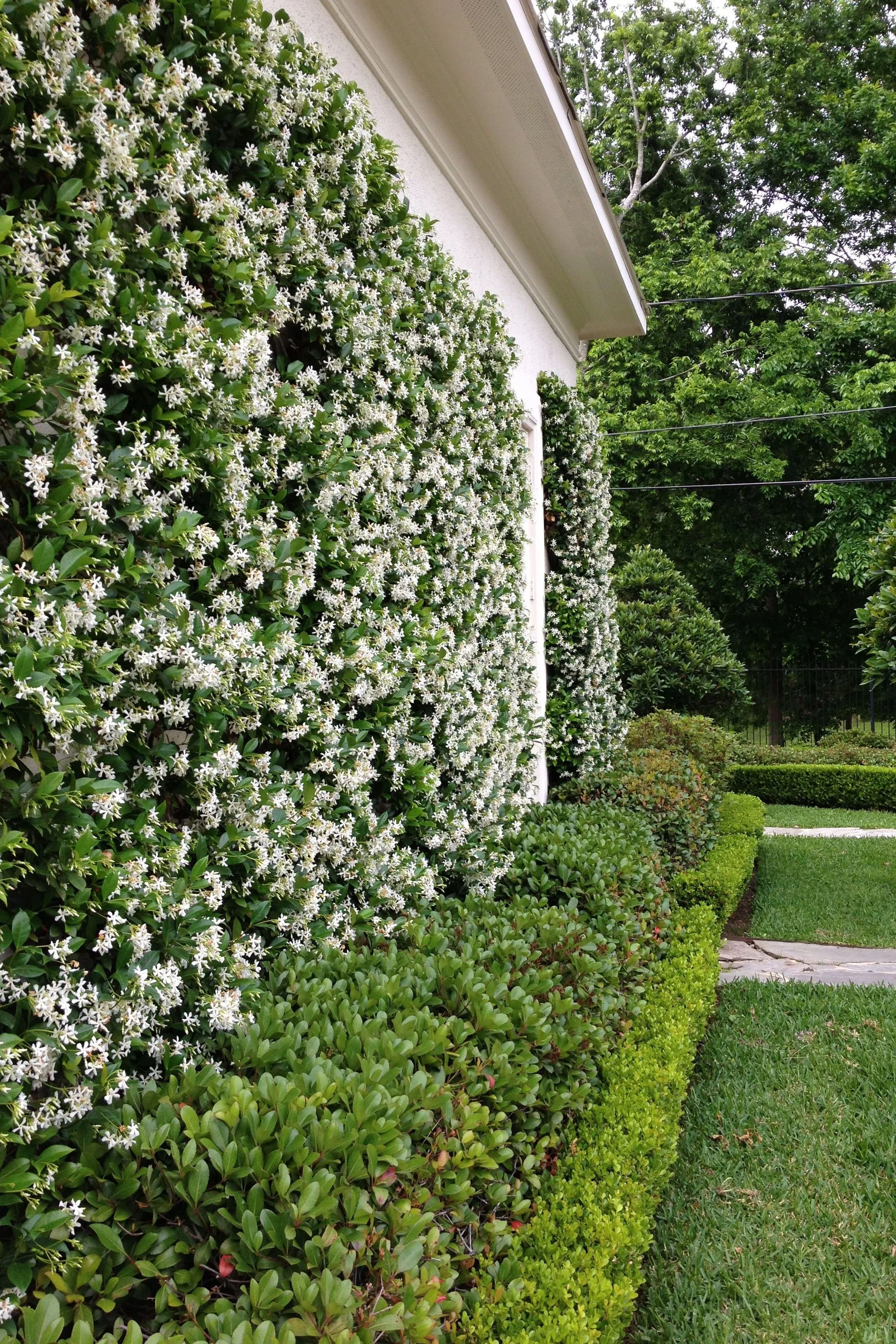Top 10 Low-Maintenance Plants for Florida Panhandle Landscapes