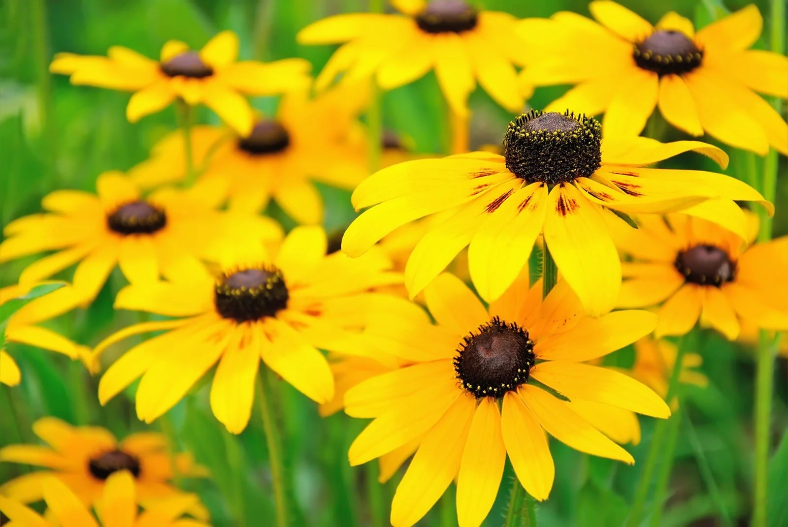 Native vs. Non-Native Plants: What Works Best in Freeport Yards?