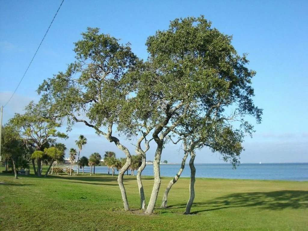 Florida-Friendly Trees That Thrive in Sandy Soil