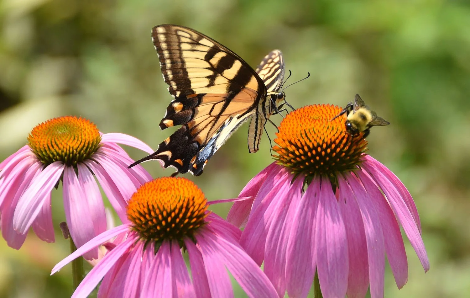 How to Create a Pollinator-Friendly Garden in the Panhandle