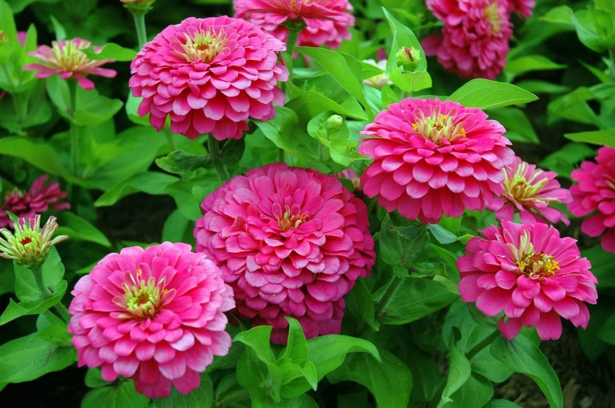What’s Blooming This Month at The Grove (June Edition)