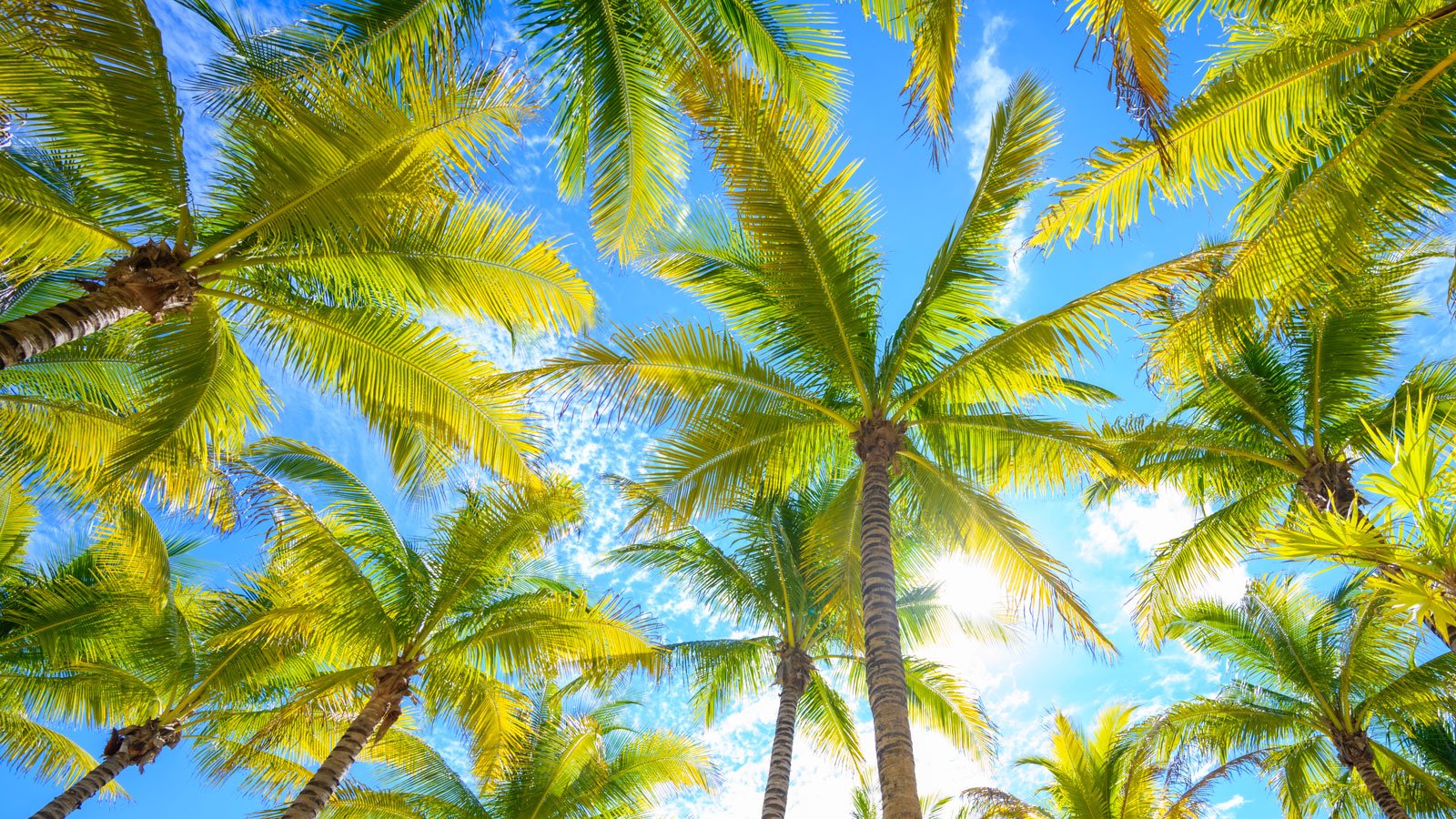 Palm Trees 101: Choosing the Right Palm for Your Property