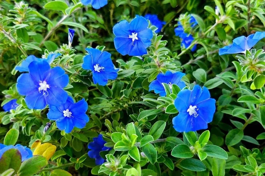 Groundcovers That Beat the Heat: A Guide for Florida Homeowners