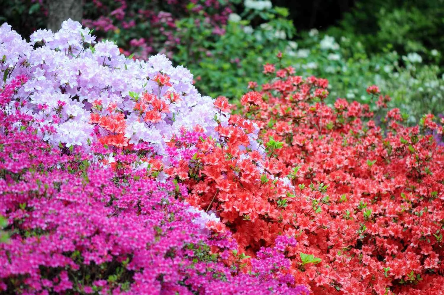 Shade Solutions – Best Plants for Low-Light Areas in Florida Landscapes