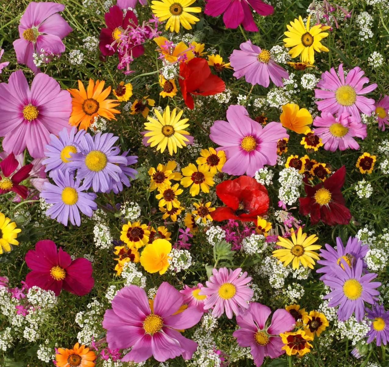 Ornamentals & Wildflowers