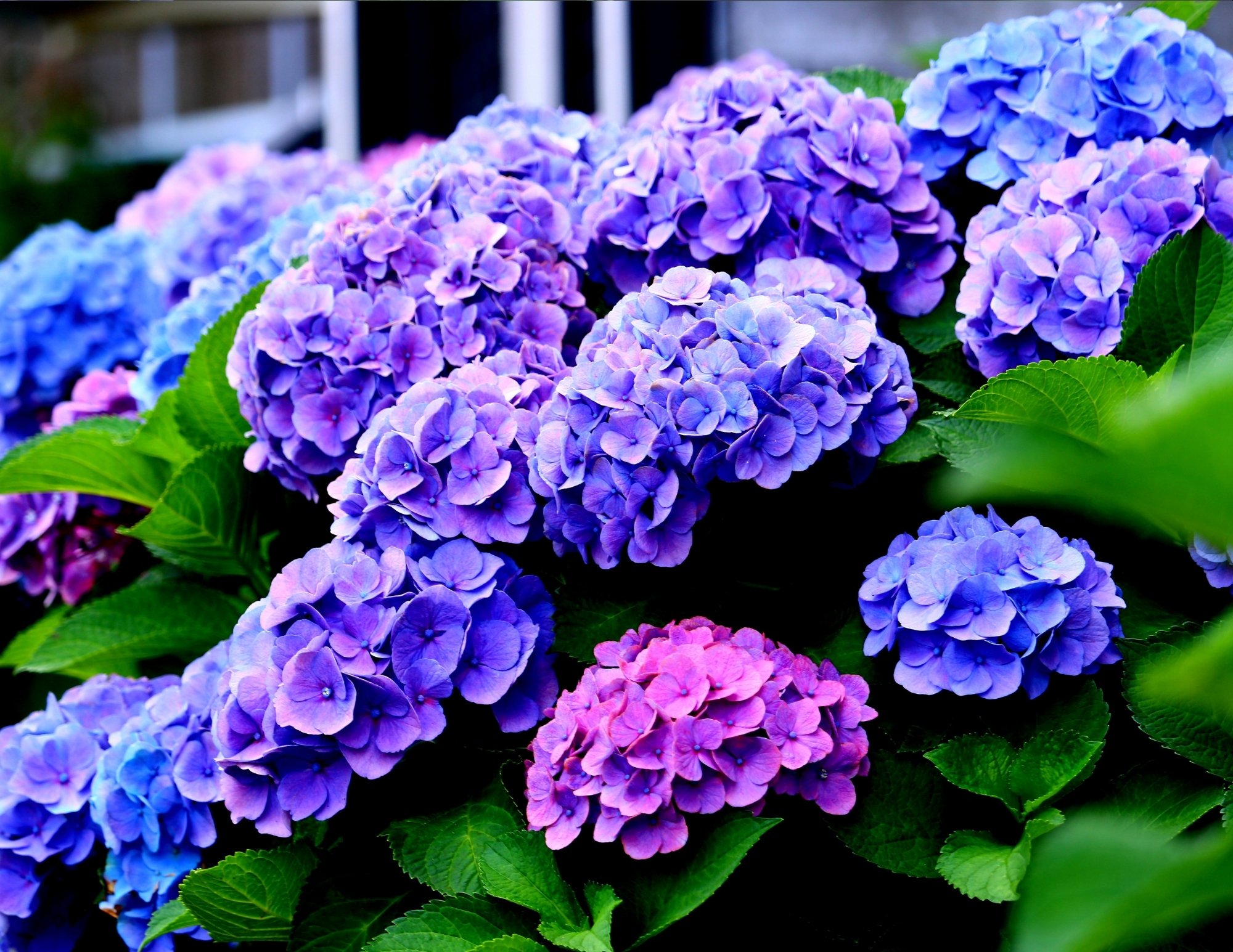 From vibrant blooms to lush greenery, our shrubs add color, texture, and structure to any landscape. Perfect for borders, privacy, or curb appeal—find the right varieties to bring your garden to life. Click below to explore our current selection.