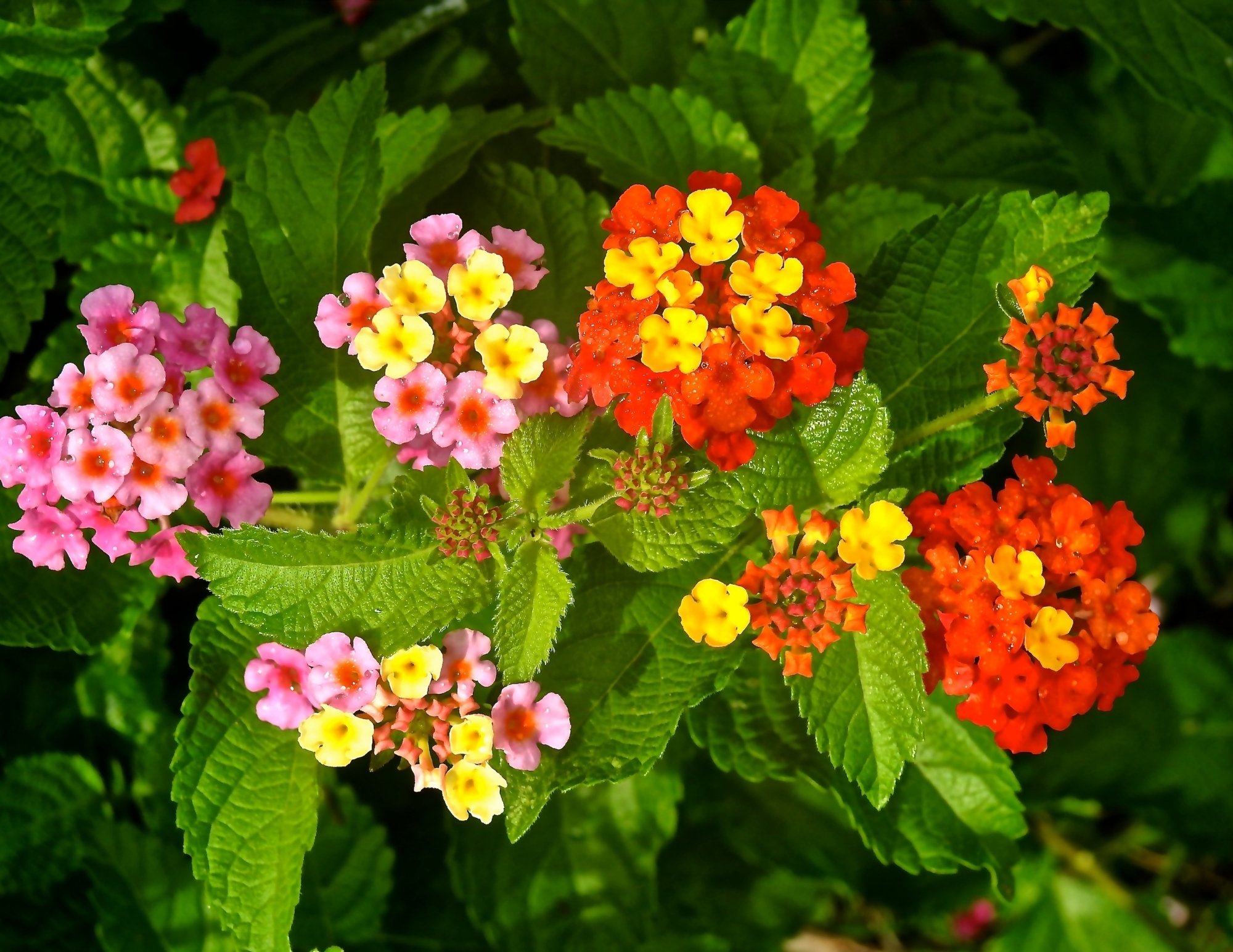 Perennials, Forbs, & Annuals