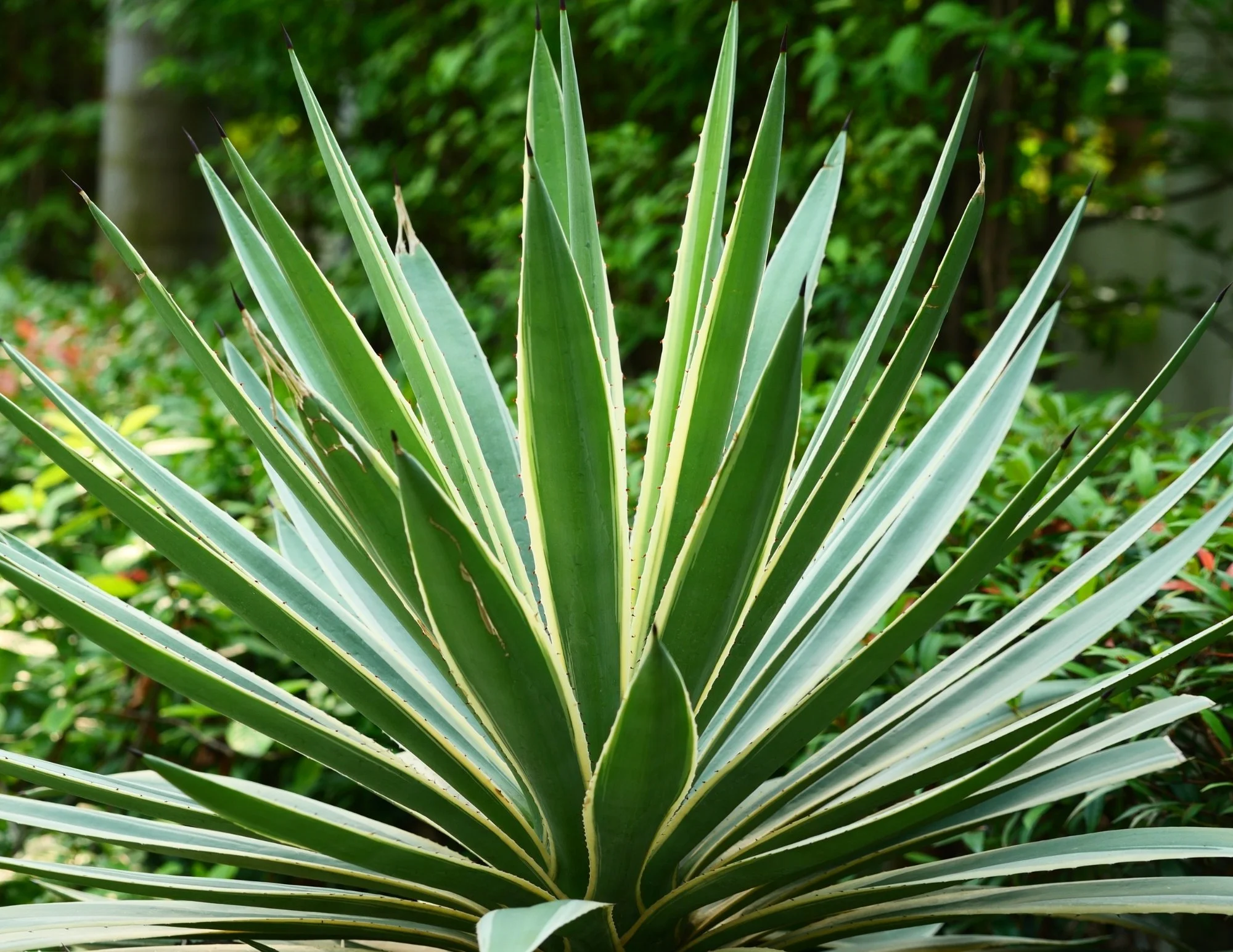 Agave, Topiary, & Ferns