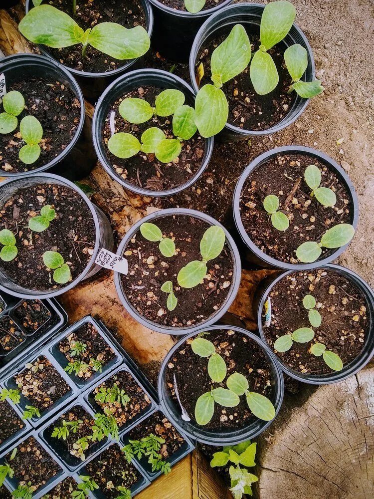 How to Select and Find Seeds for Your Garden