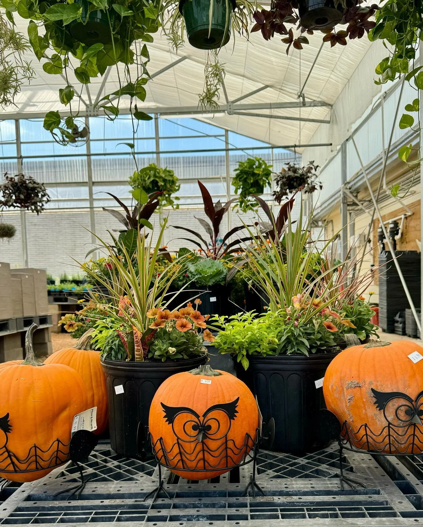 Cox Farms Nursery — Cox Farms Market