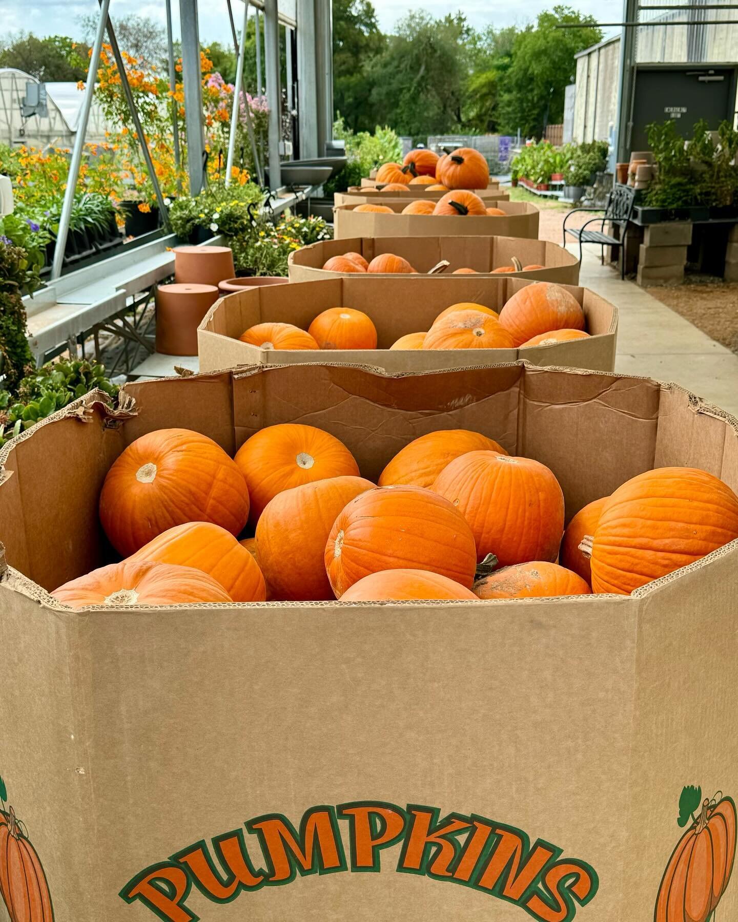 Cox Farms Nursery — Cox Farms Market
