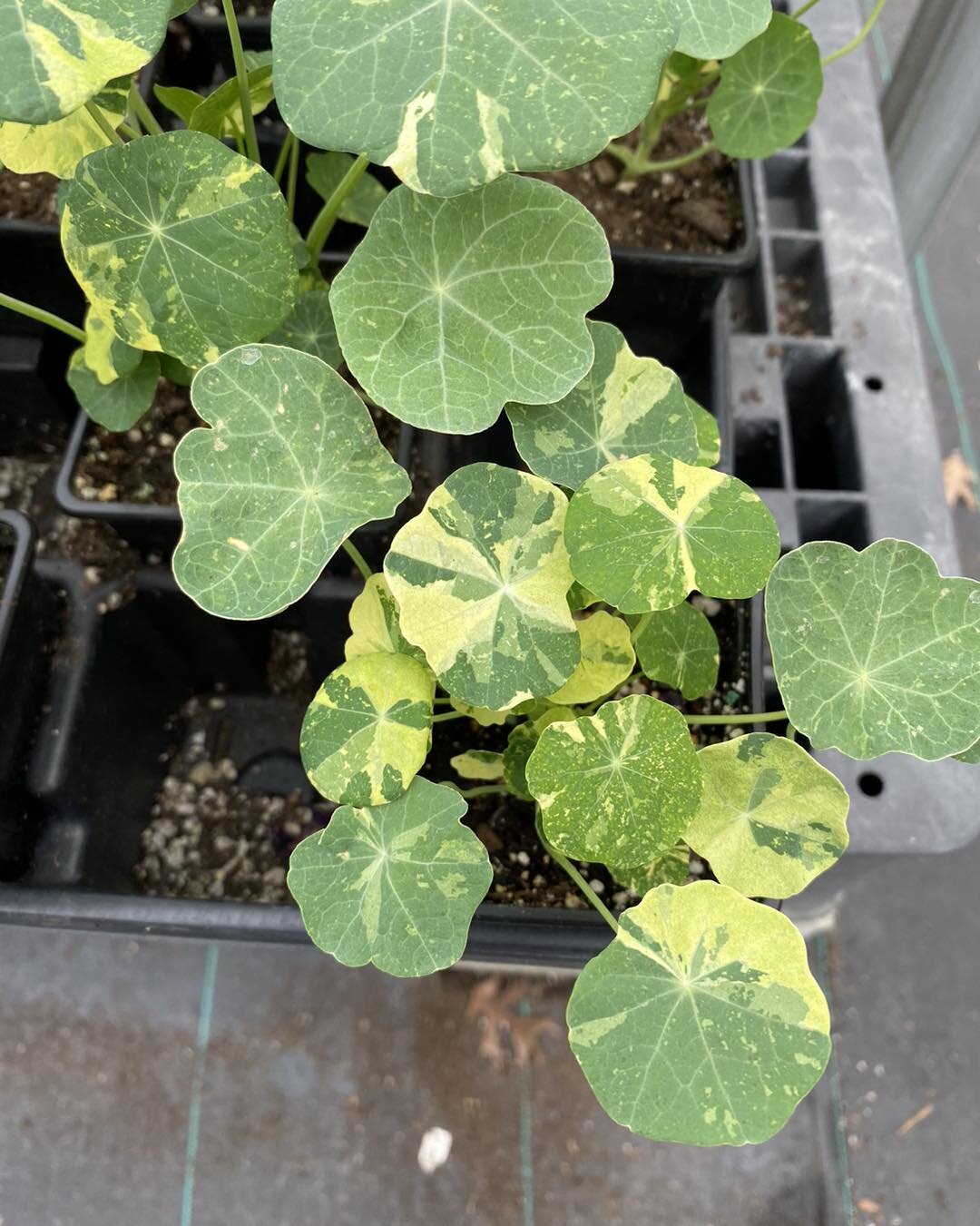We have three different nasturtium varieties in 4 inch and quart-sized pots.  These annuals do wonderful this time of year and the flowers are tasty additions to a salad.