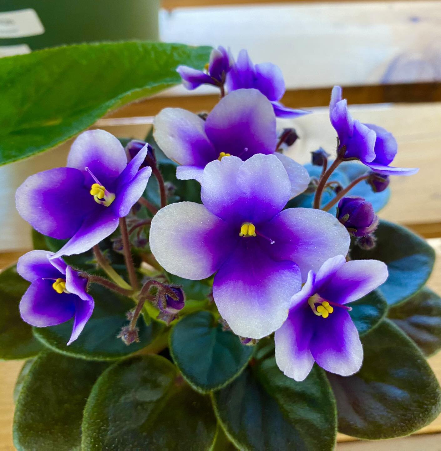 We have African Violets and Streptocarpus in the the store.  They are vibrant house plants.