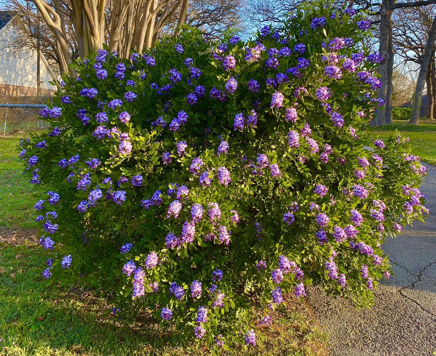 Texas Mountain Laurel. Native drought tolerant shrub. We have several.